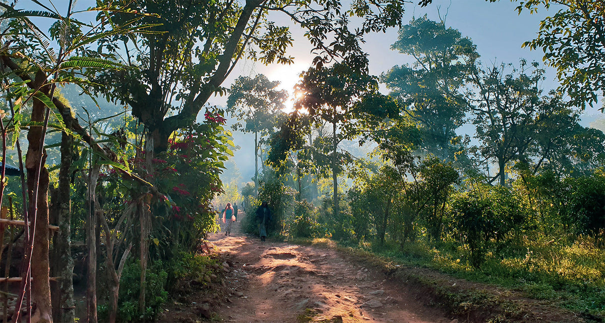 Two people walking on a sunlit dirt path through a lush forest with morning light filtering through the trees