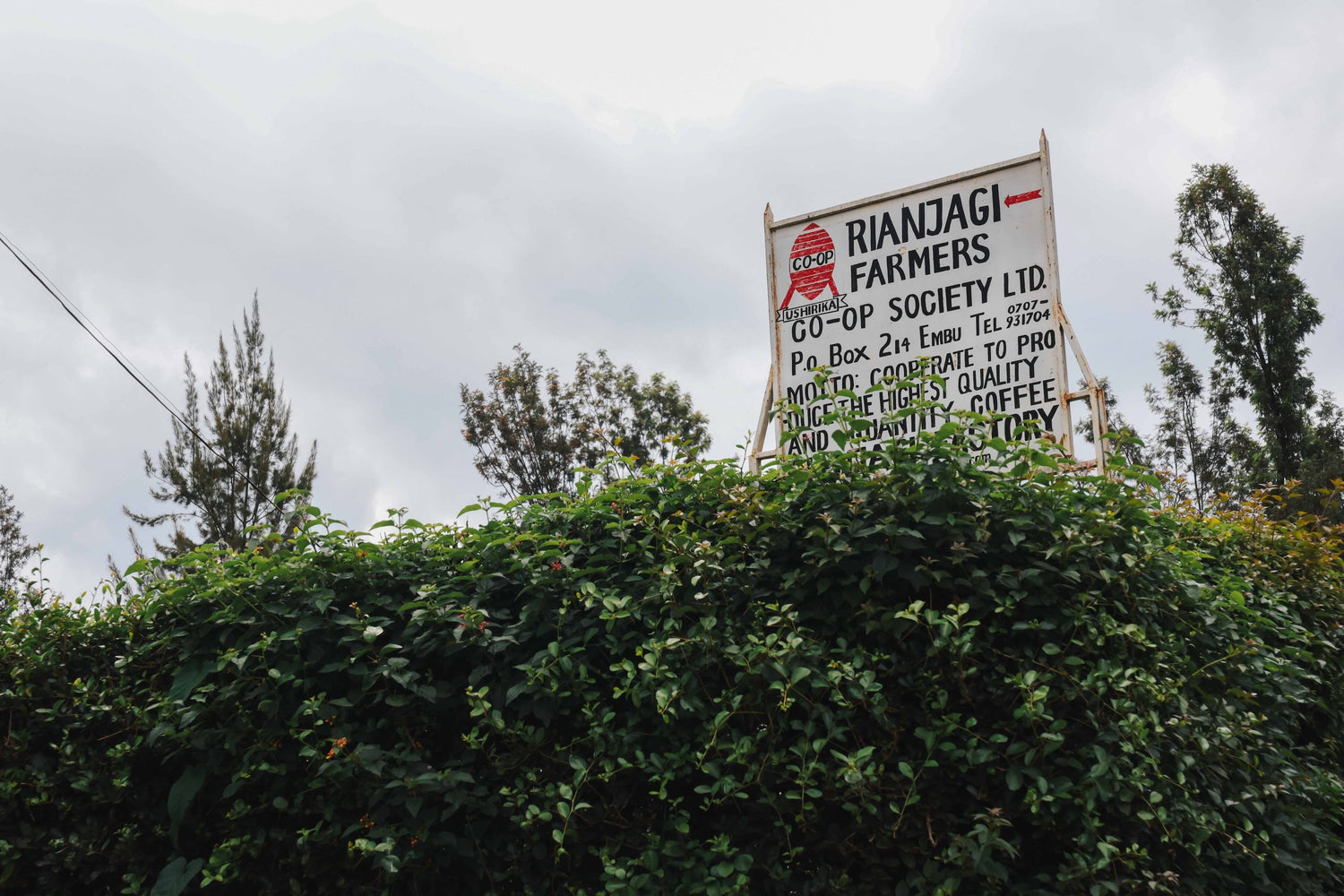 Lush coffee plants beneath a sign for Rianjagi Farmers Co-op Society in Kenya