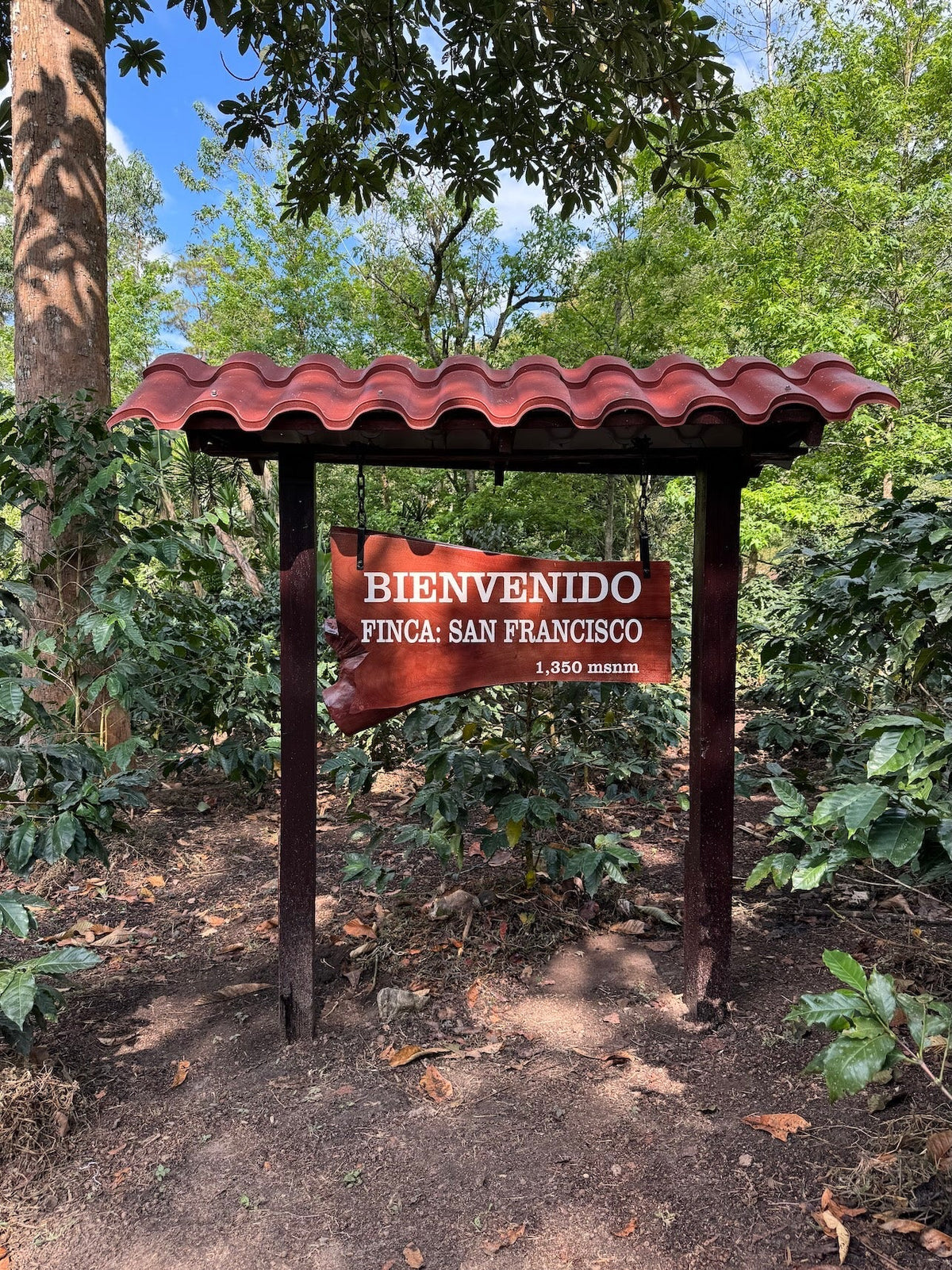 Welcome sign marks Finca San Francisco at 1,350 msnm amid coffee plants in Honduras
