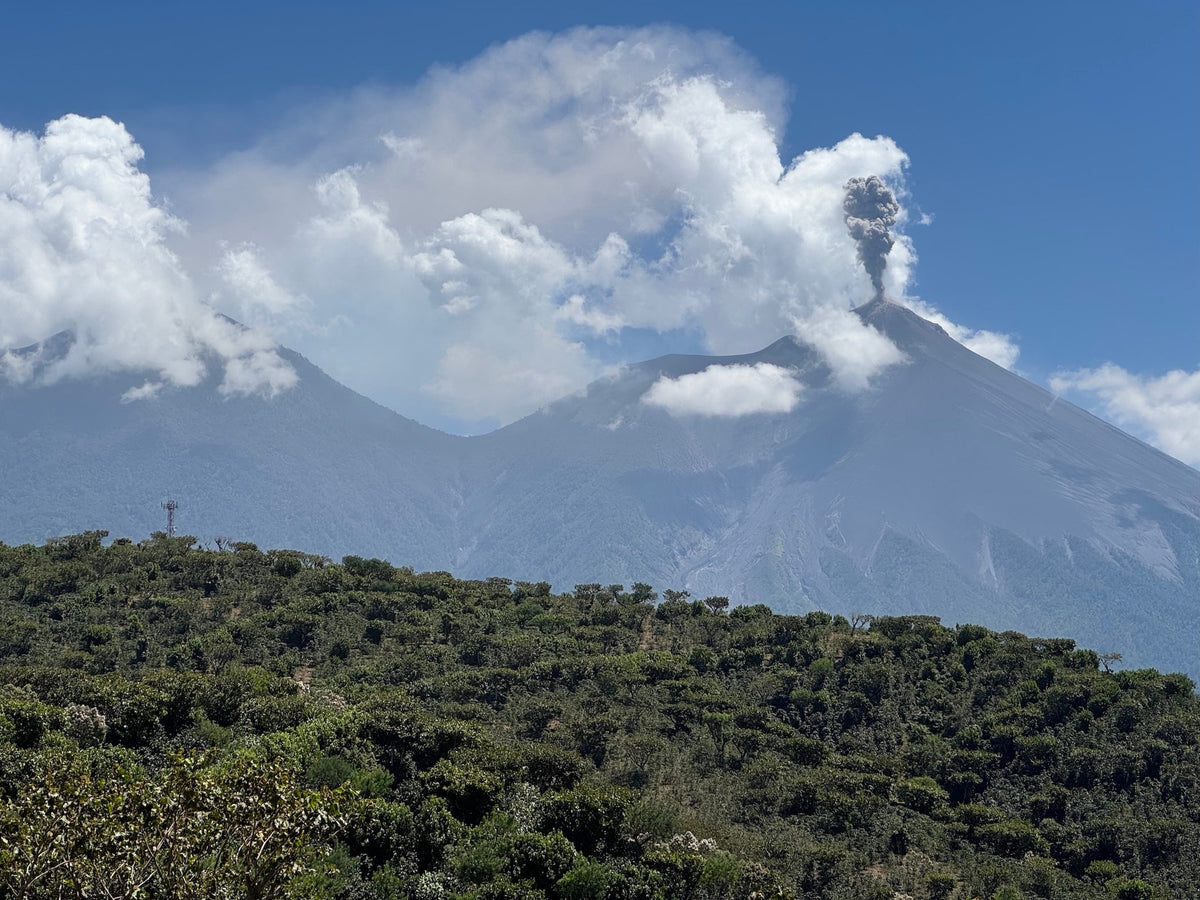 Santa Elisa Gesha coffee farm beneath a smoking volcano and cloudy blue sky