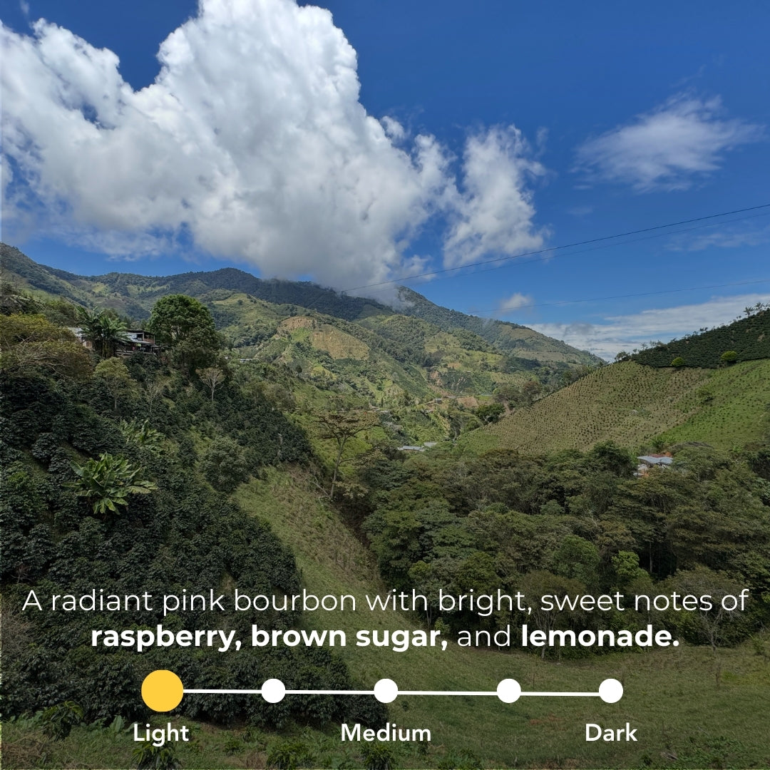 Coffee origin landscape infographic showing a light roast pink bourbon with raspberry, brown sugar, and lemonade notes
