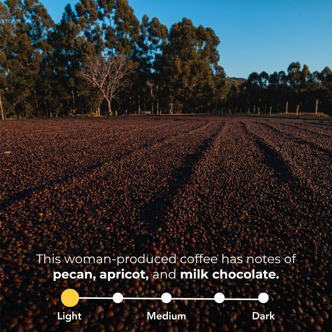 Coffee cherries drying in a field; woman-produced coffee with pecan, apricot, and milk chocolate notes; light roast