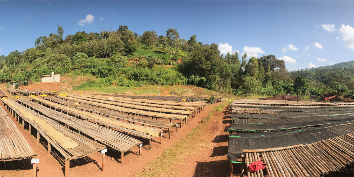 Rows of raised wooden coffee drying beds drying parchment on a sunlit farm with green hills and blue sky