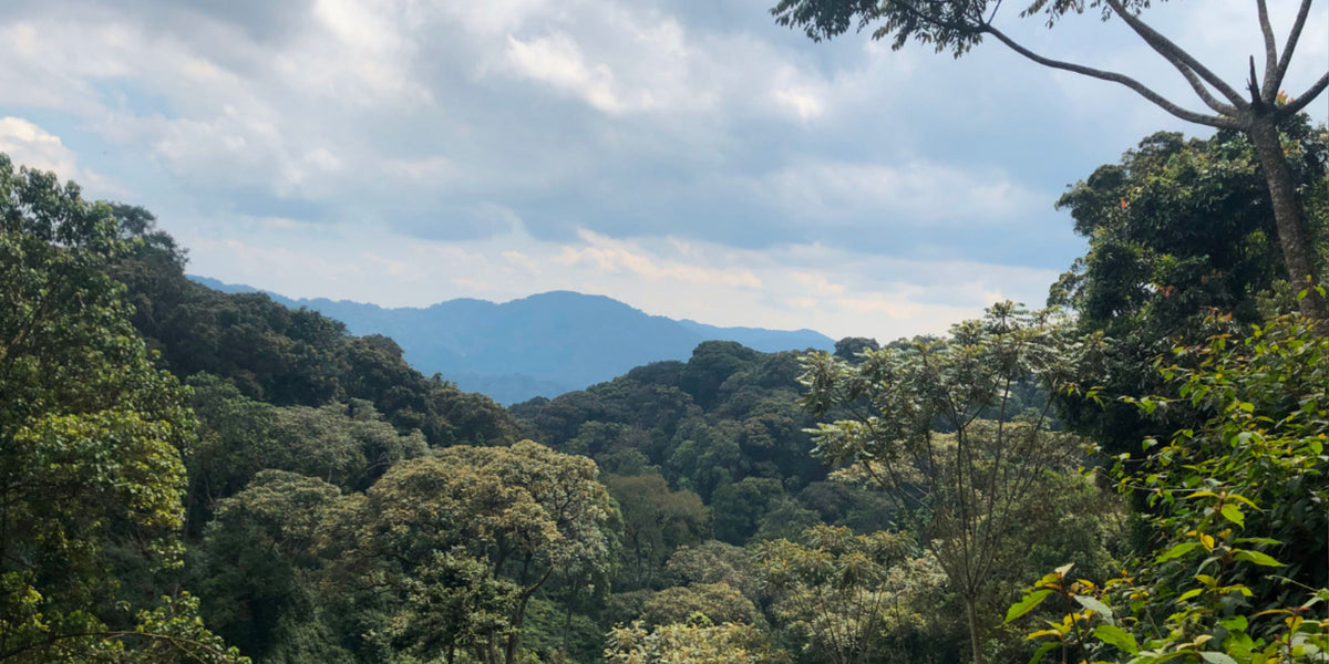 Forest-covered hills and mountains in Gitwa, Gasovu Village, Nyamasheke District, Rwanda