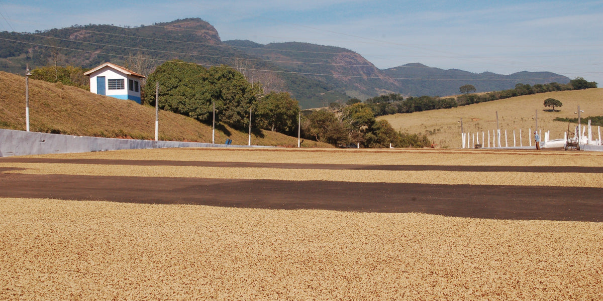 Coffee beans drying at Fazenda Santa Lúcia in Carmo de Minas, Brazil, with mountains and a small farm building