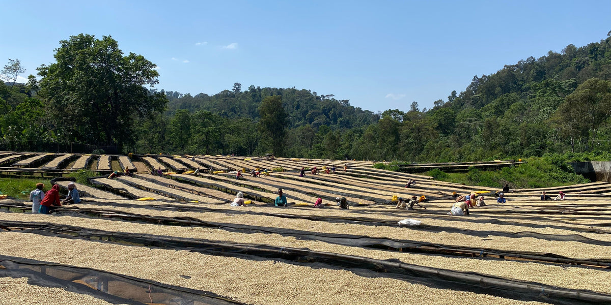 Coffee workers tend coffee drying on raised beds in Naga Singage, Ethiopia