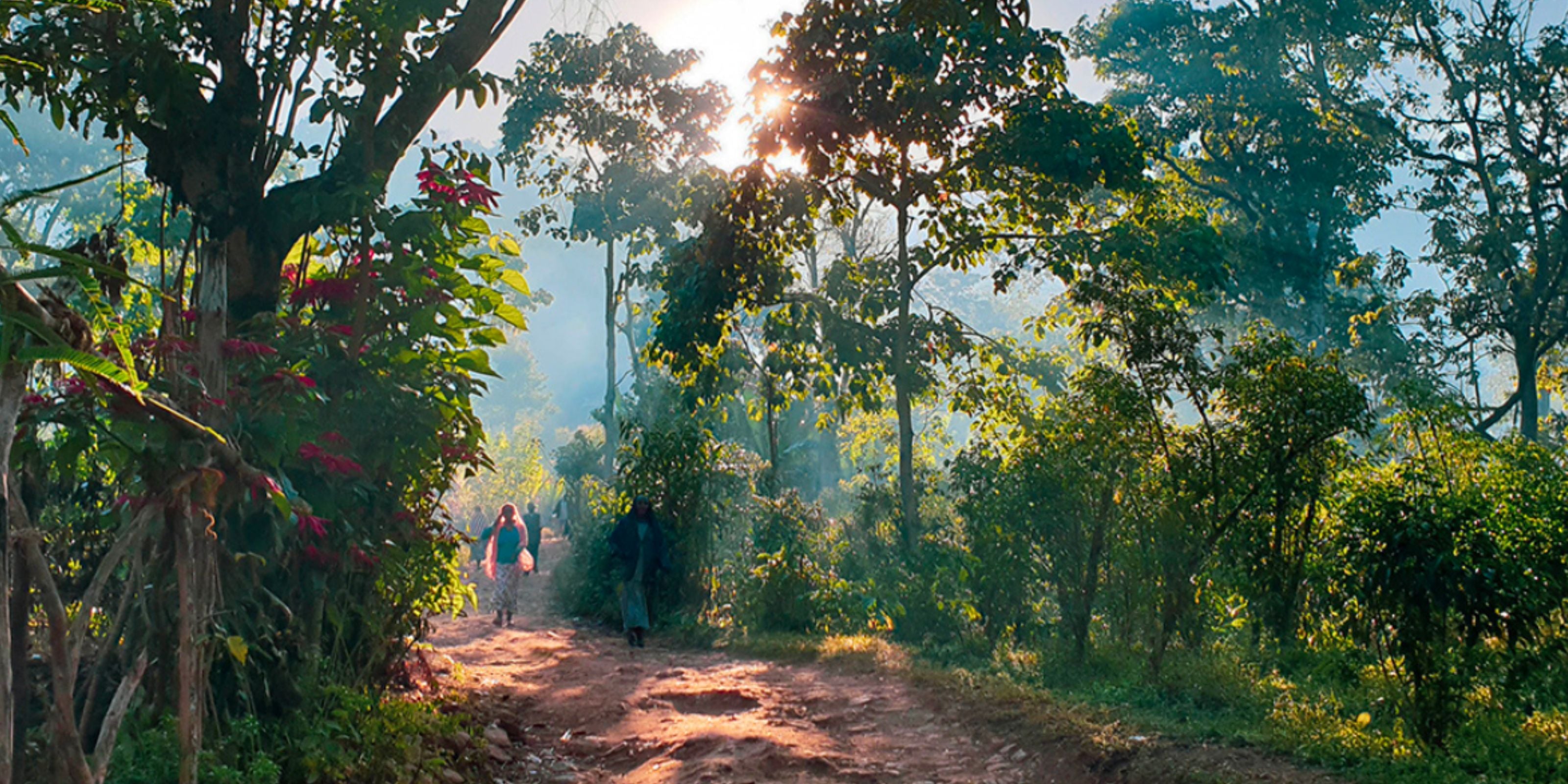 People walking along a sunlit dirt path through lush forest in Odo Shakiso, Guji, Ethiopia