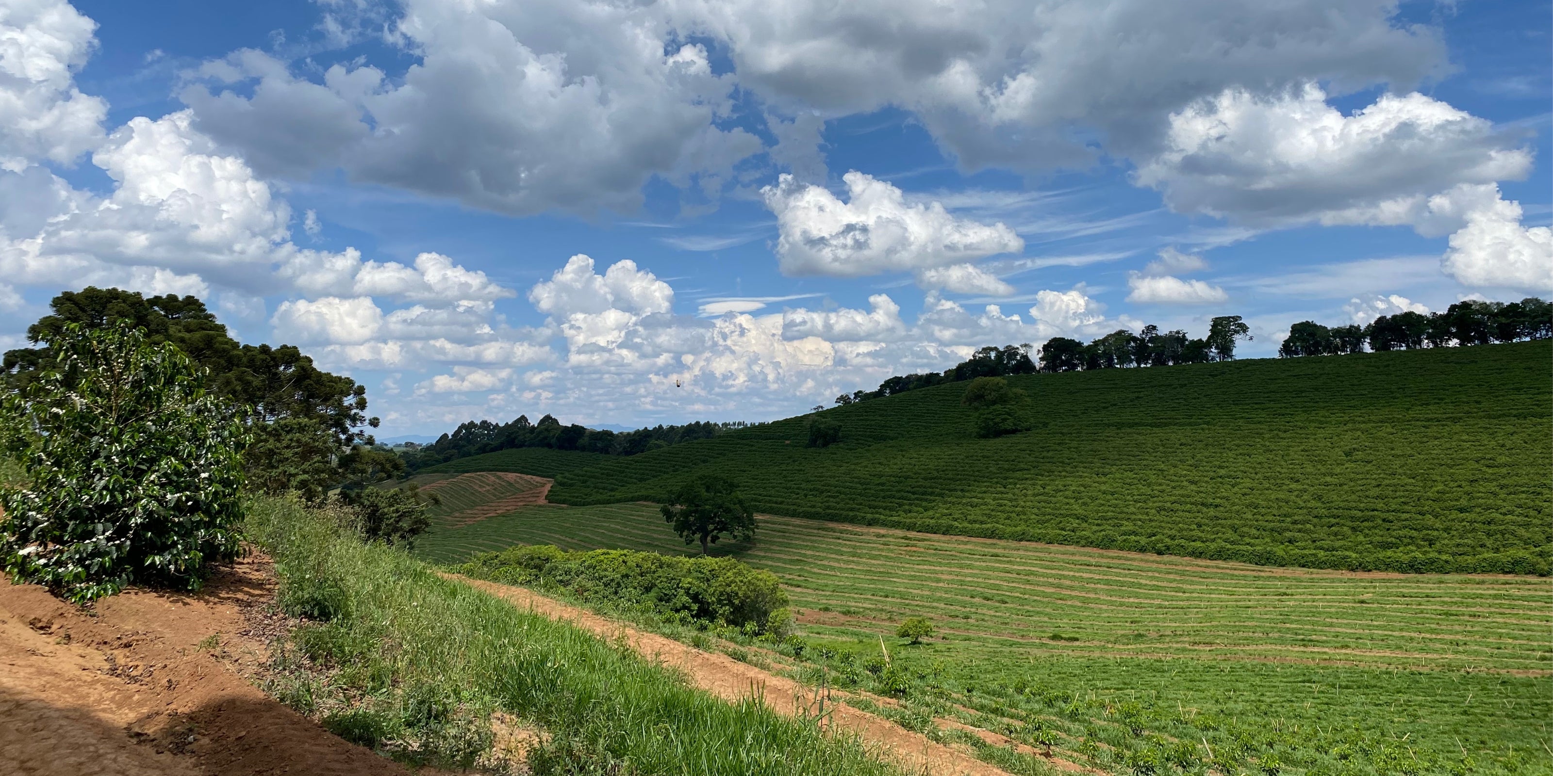 Coffee plants growing across rolling hills in Carmo de Minas, Minas Gerais, beneath a cloud-filled sky