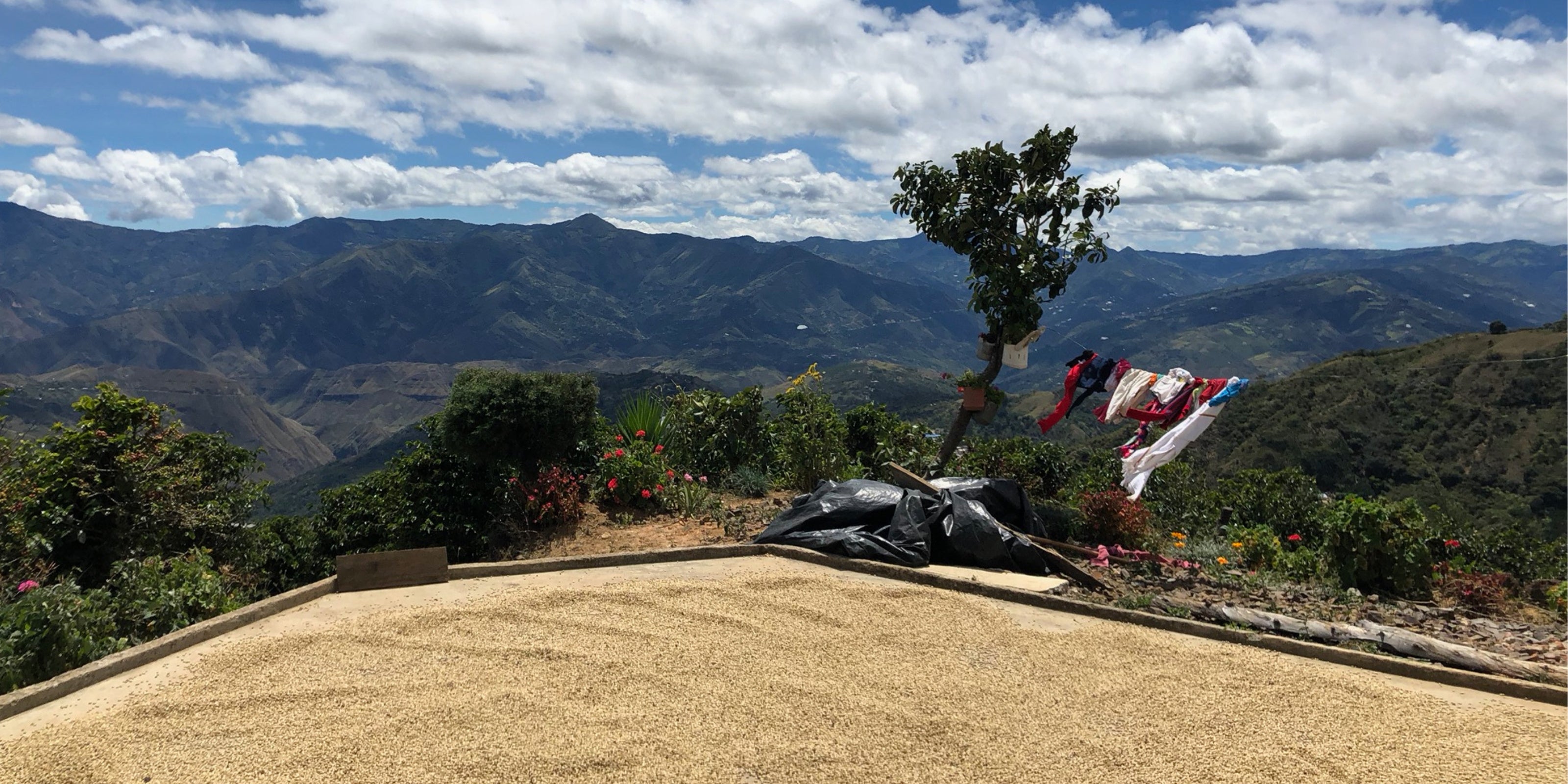 Coffee beans drying at Alto Naranjal in Buesaco, Nariño, with a mountain valley beyond