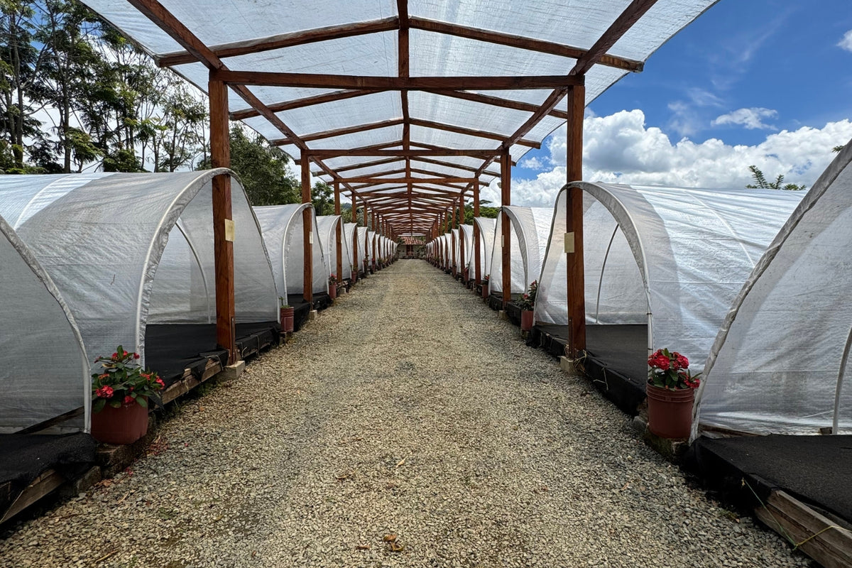 Covered coffee drying beds line a central gravel path under a wooden shade canopy on a sunny day