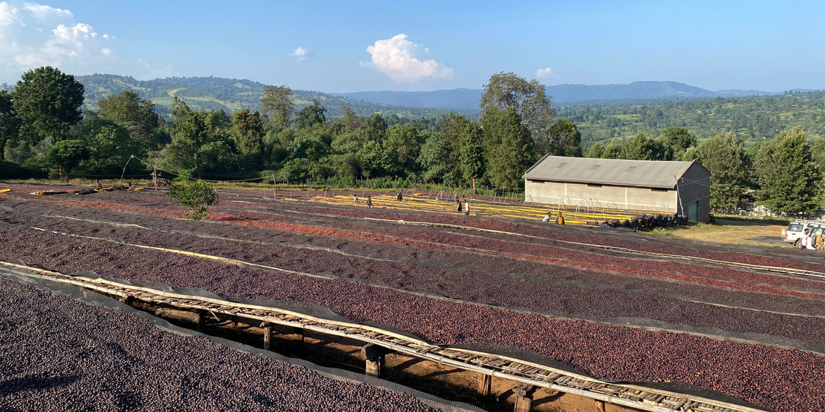 Coffee cherries drying on raised beds at Suke Quto in Guji, Ethiopia, with forested hills in the background