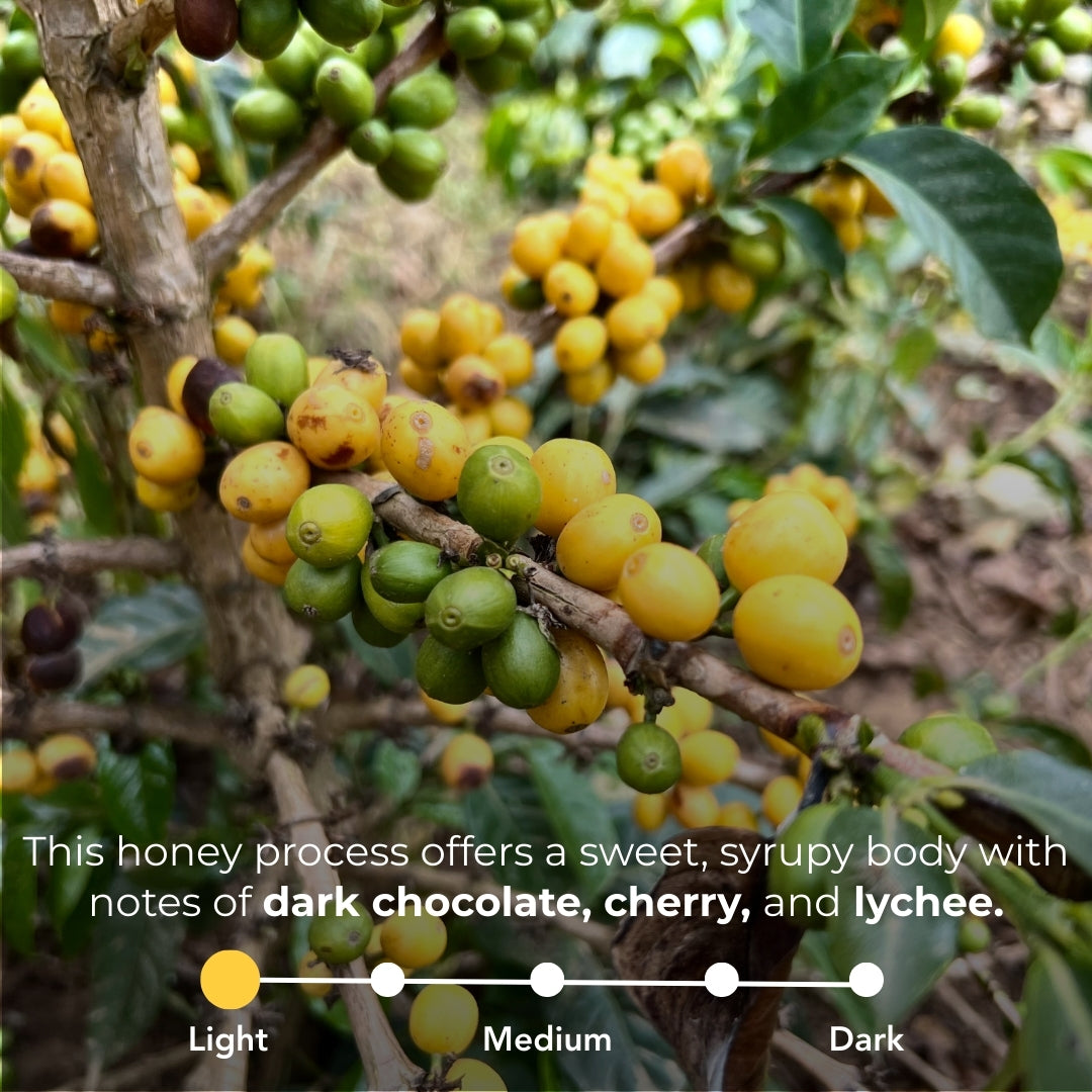 Coffee roast scale showing a honey process with a sweet, syrupy body and dark chocolate, cherry, and lychee notes