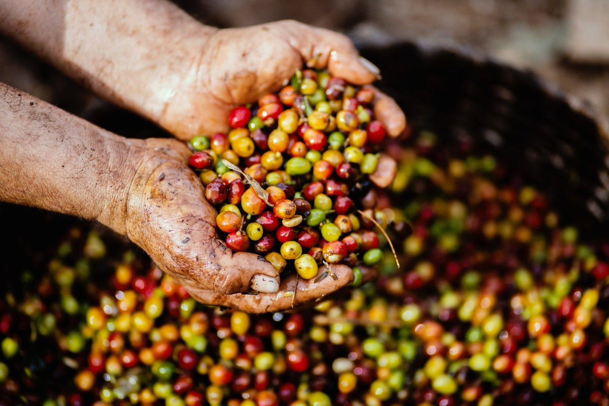 Hands holding a mix of ripe red and green coffee cherries over a basket during harvest