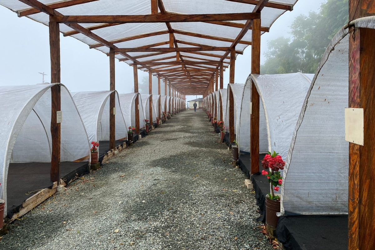 Covered coffee drying tunnels under a wooden pergola along a gravel walkway on a misty morning with a person in the distance