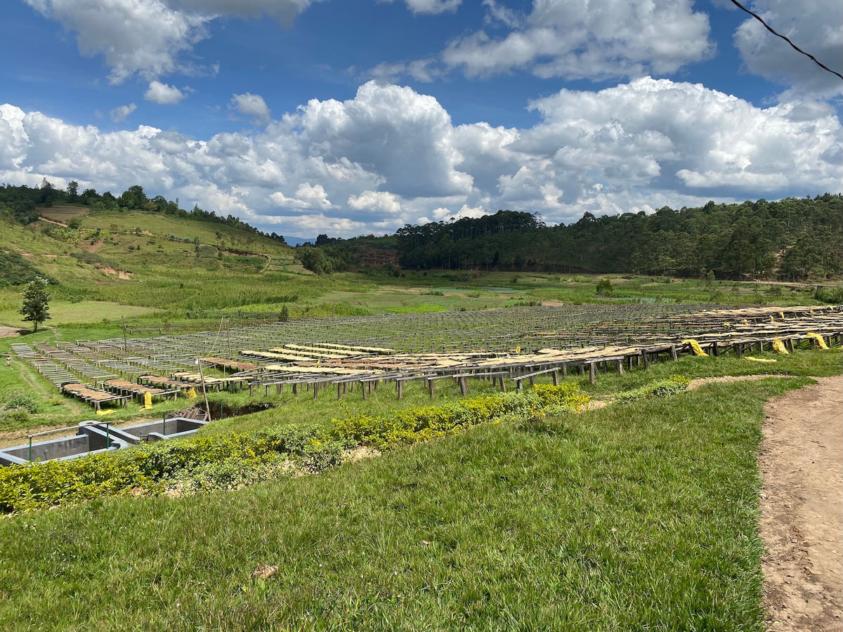 Raised wooden coffee drying beds across a green valley in Gahahe, Burundi under a blue sky