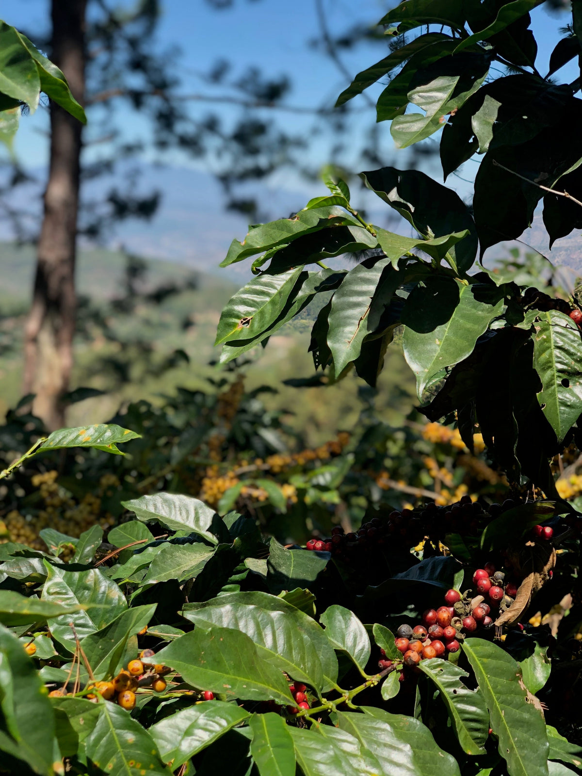 Coffee at origin in Honduras