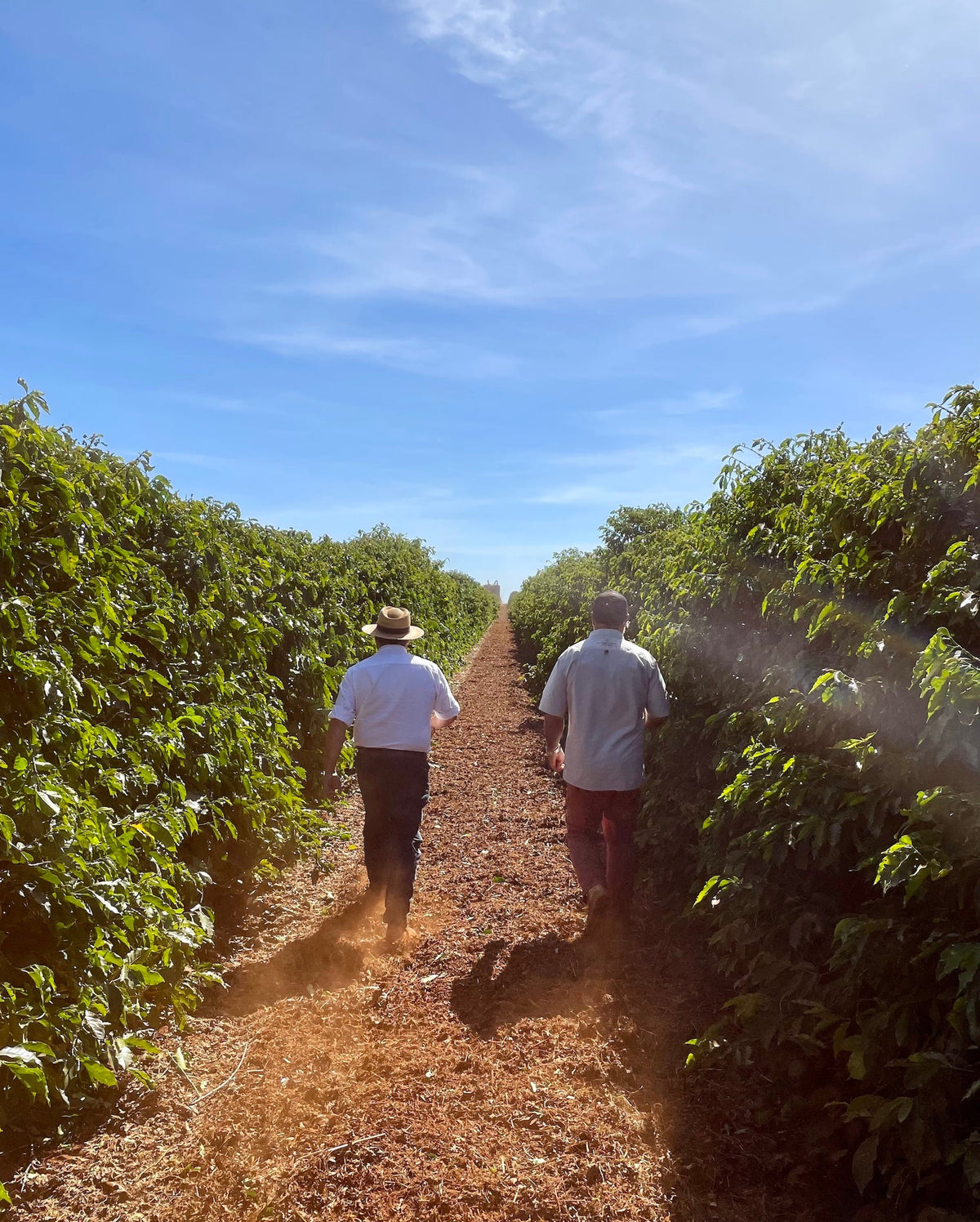 Producers at origin at Fazenda Rio Brilhante in  Pântano, Cerrado Mineiro, Minas Gerais, Brazil.