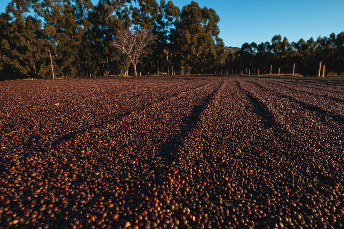 Coffee cherries drying in thin layers on raised platforms at Finca San Francisco in Honduras