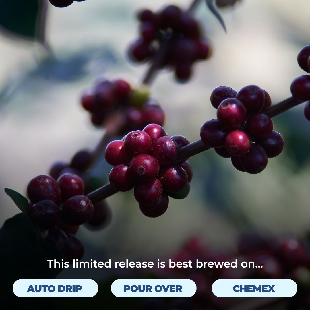 Coffee cherries with text This limited release is best brewed on followed by Auto Drip Pour Over and Chemex