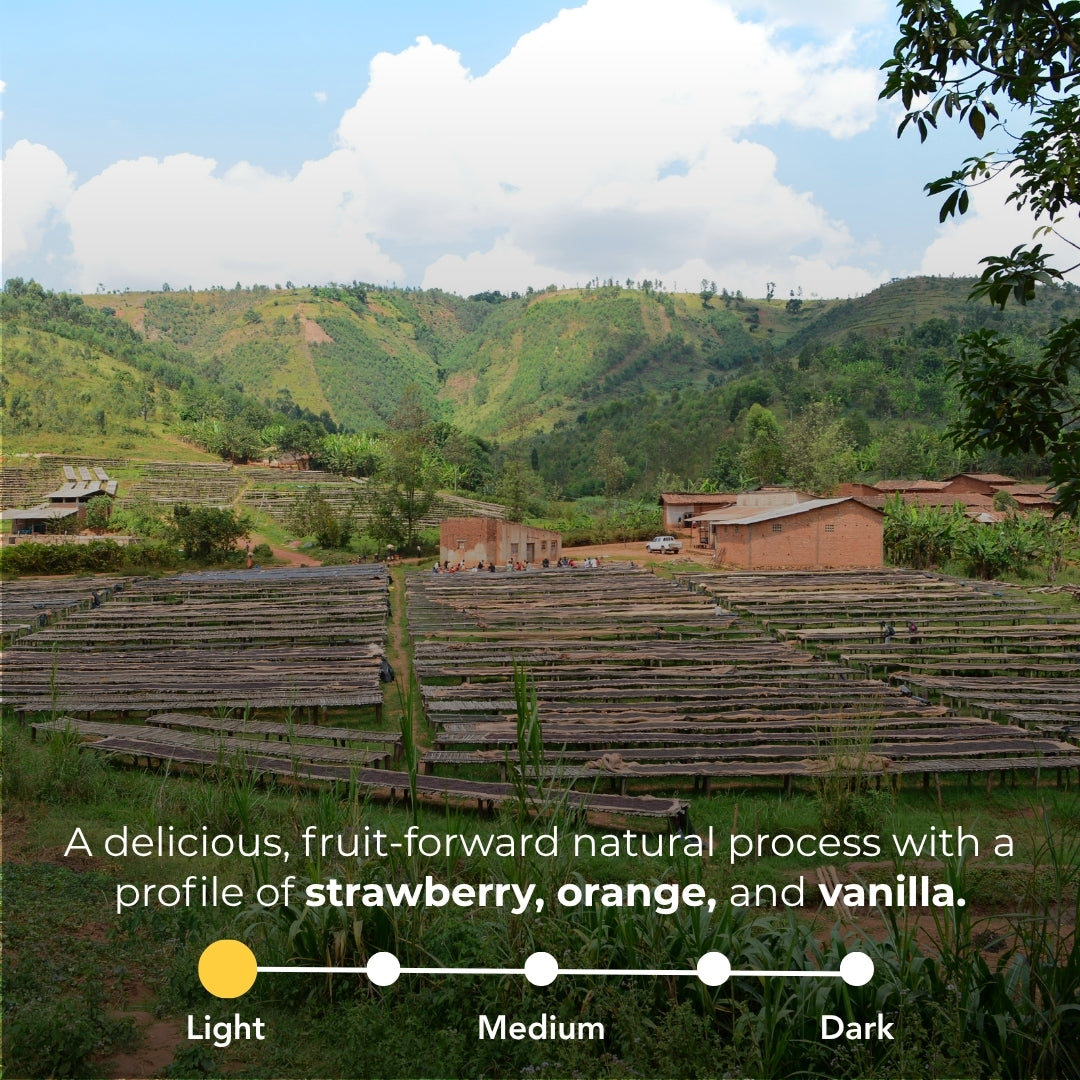 Coffee drying beds in Burundi’s Ngozi hills with a fruit-forward natural process, strawberry, orange, vanilla notes, and light roast