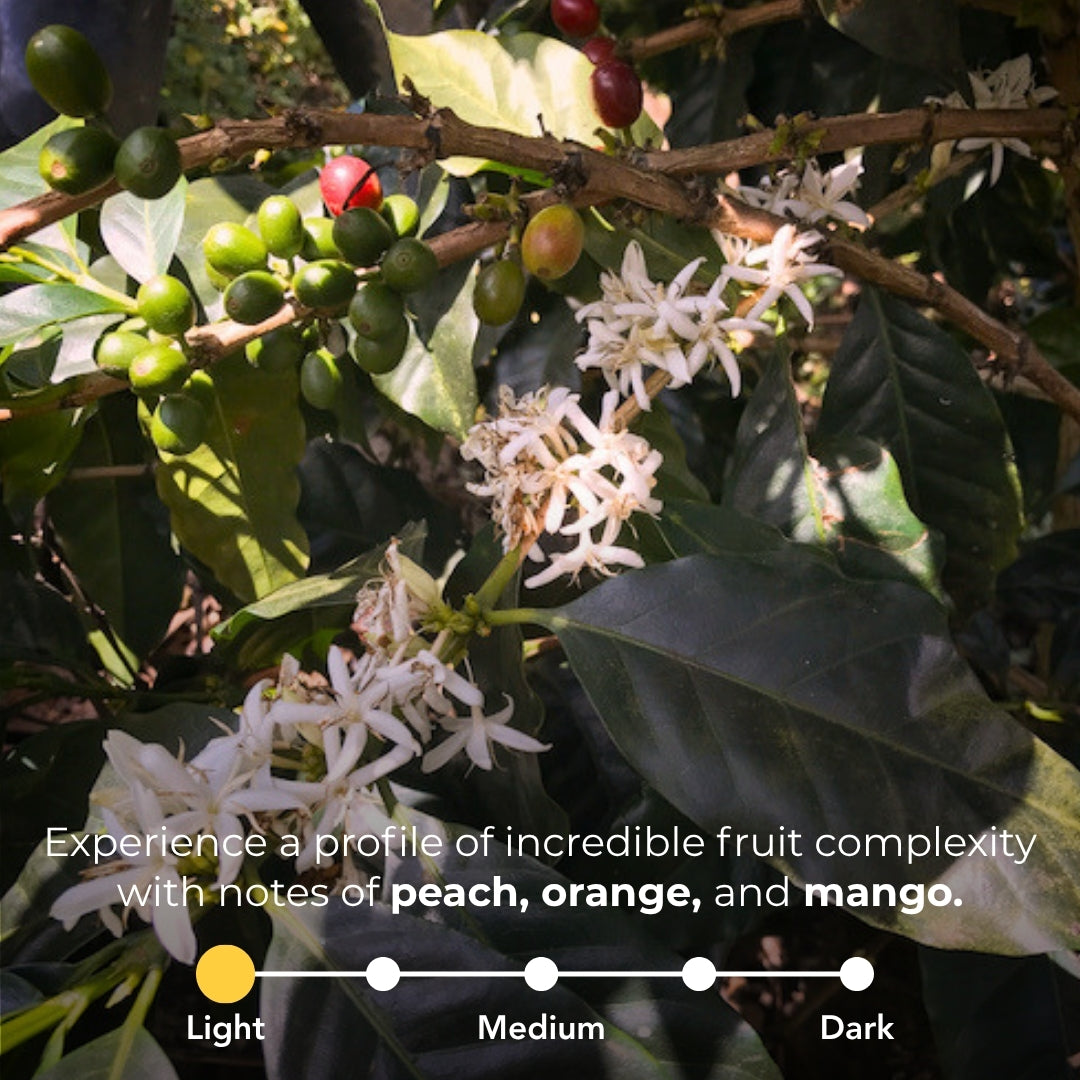 Coffee plant with ripe cherries and white flowers, highlighting a light roast with peach, orange, and mango notes