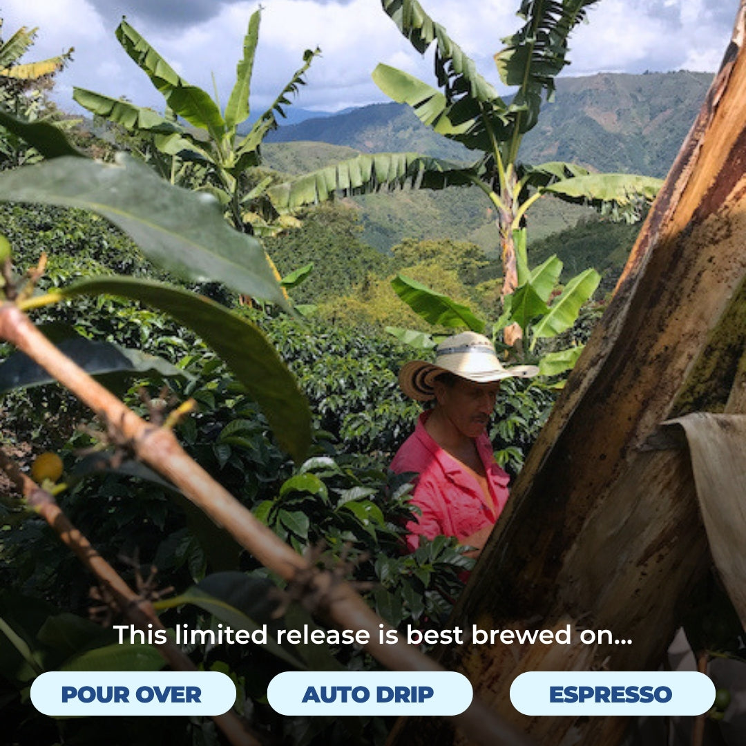 Coffee farm worker among banana and coffee plants; limited release best brewed pour over, auto drip, or espresso