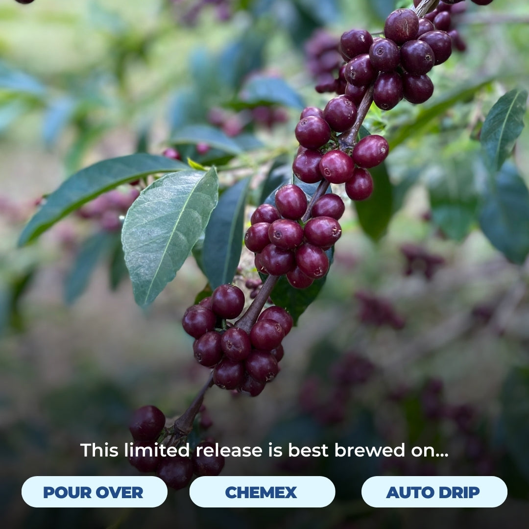 Coffee cherries on a plant with text recommending pour over, Chemex, and auto drip brewing