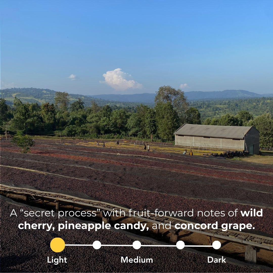 Ethiopian drying beds with secret process, fruit-forward notes of wild cherry, pineapple candy, concord grape, light roast