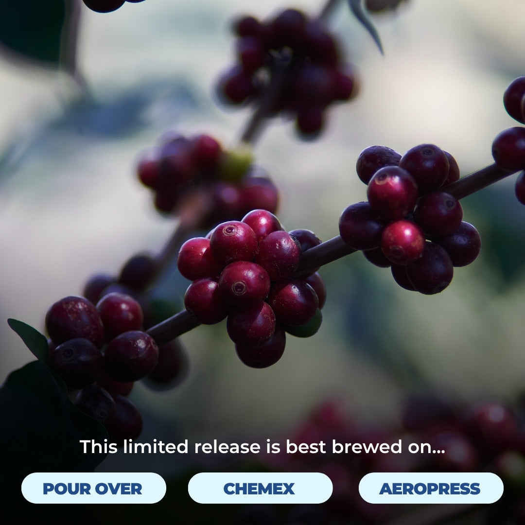 Coffee cherries on a branch with brewing recommendations for pour over, Chemex, and AeroPress