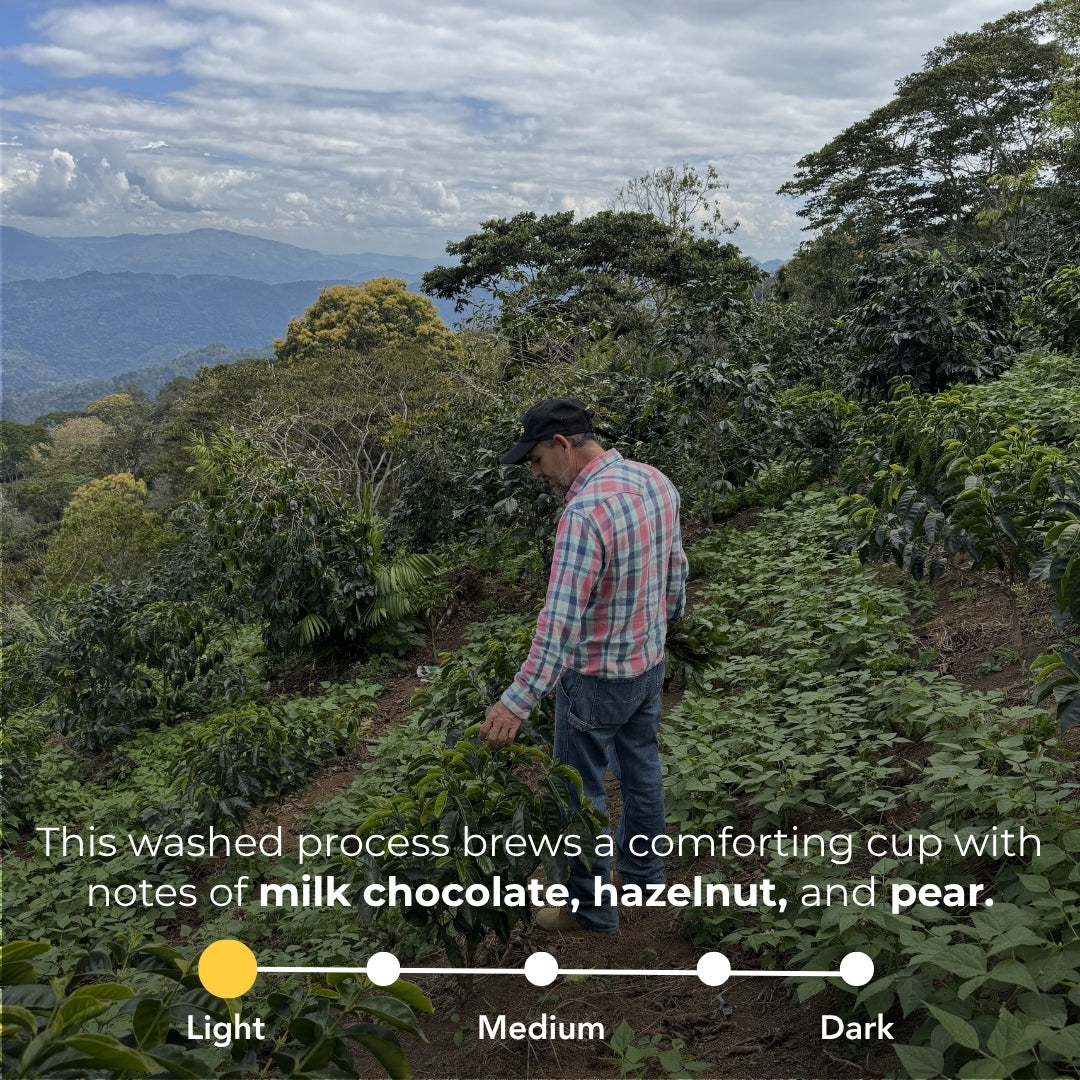 Coffee farmer tending Honduras coffee plants; washed process, light roast with milk chocolate, hazelnut, and pear notes