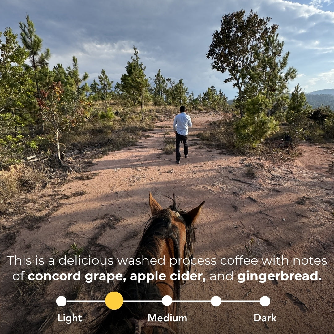 Person walks a dirt path in Honduras past a horse; washed coffee with concord grape, apple cider, and gingerbread notes