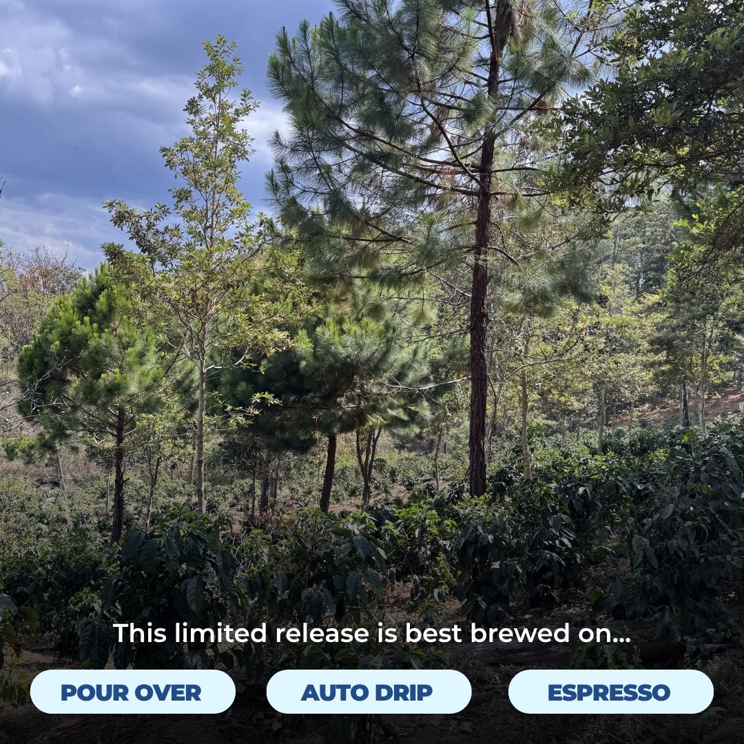 Coffee plants and pine trees at Finca Las Flores with brewing options for pour over, auto drip, and espresso