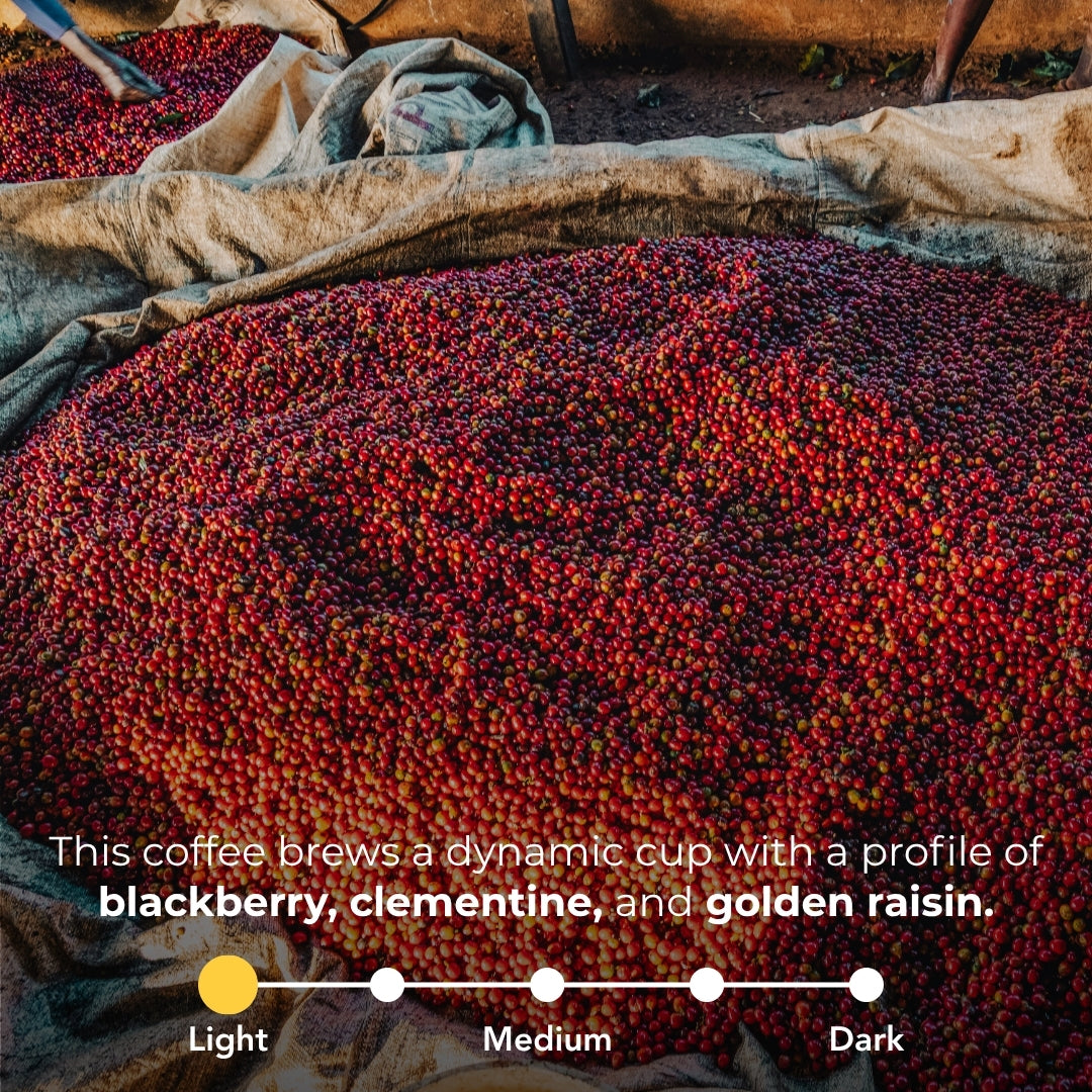 Coffee flavor profile infographic showing a light roast with blackberry, clementine, and golden raisin notes