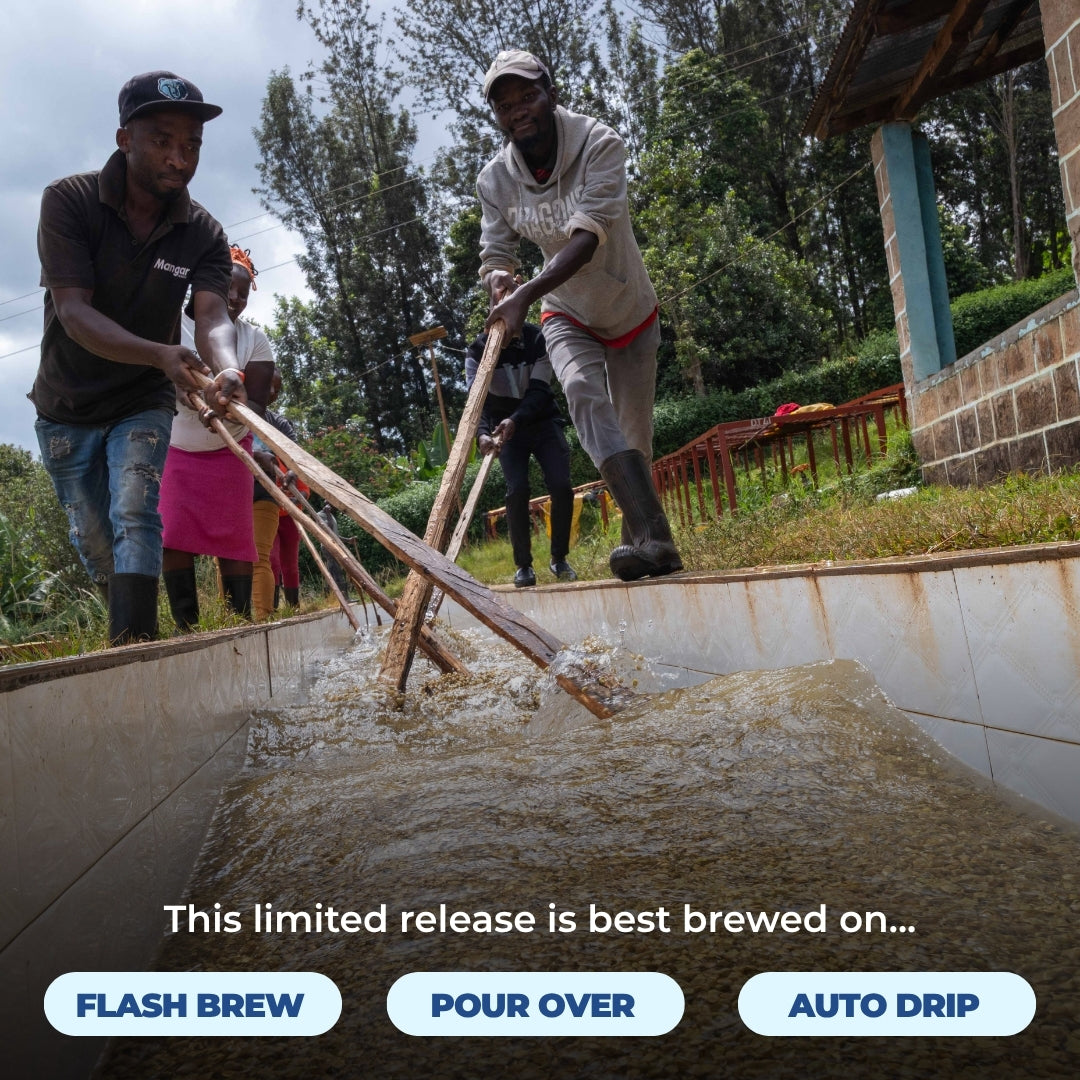 Coffee workers rake a washing tank in Kenya; limited release best brewed on flash brew, pour over, or auto drip