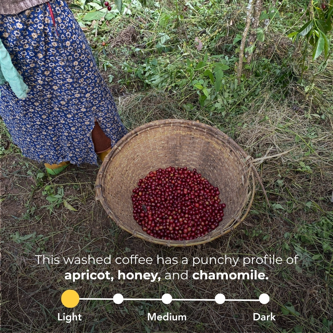 Washed coffee has a punchy profile of apricot, honey, and chamomile, shown at the light roast level