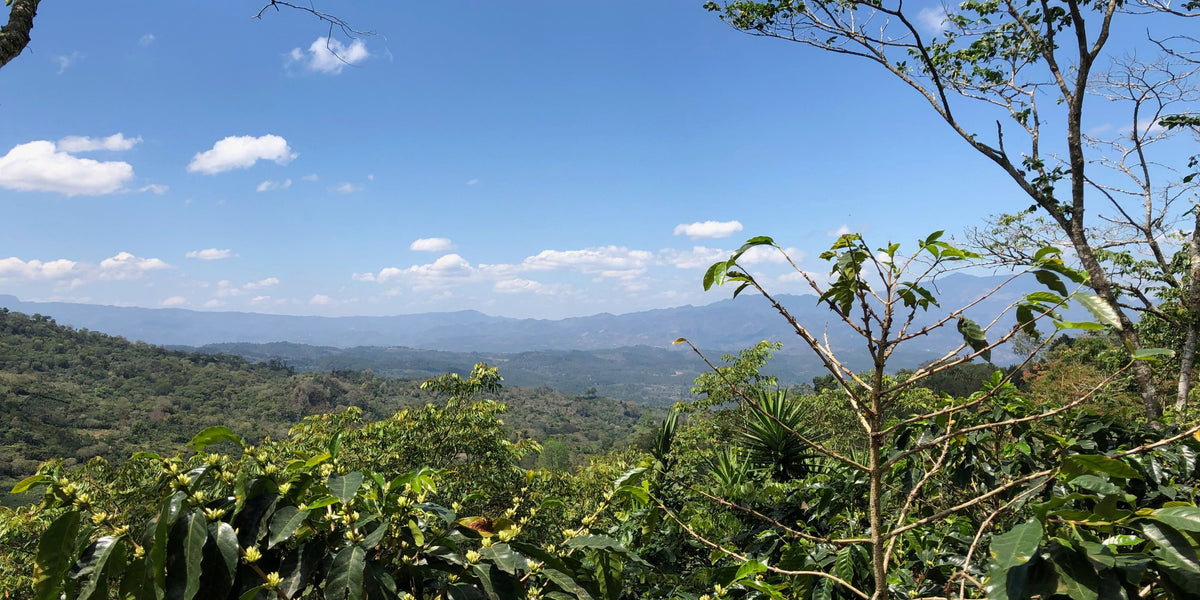 Coffee plants with pale yellow blossoms overlooking forested hills and distant mountains under a clear blue sky