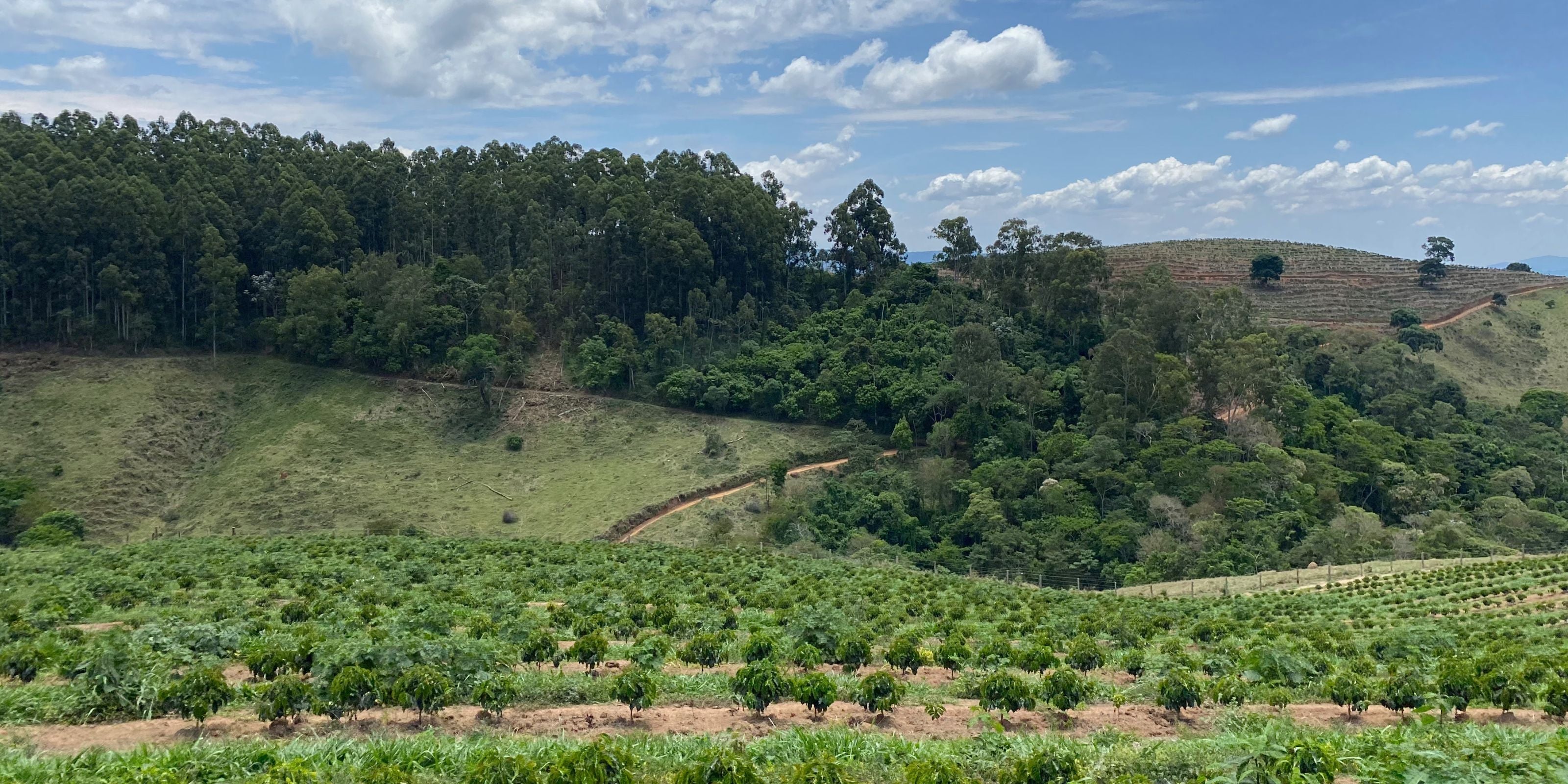 Coffee plantation at Fazenda Sertão in Carmo de Minas, Minas Gerais, with forested hills under a blue sky