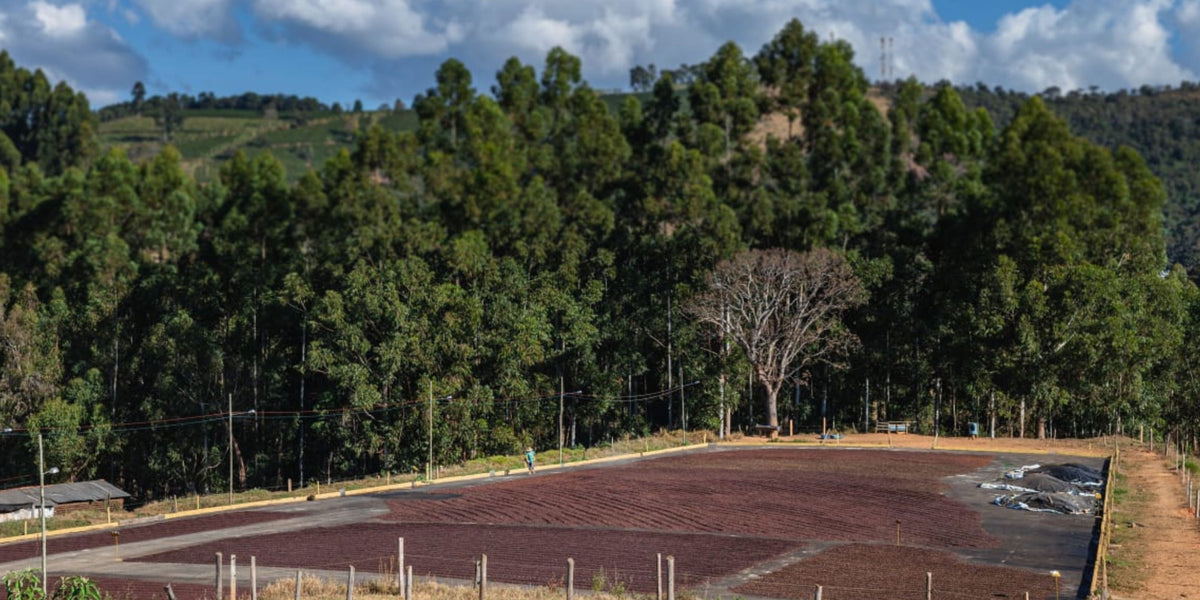 Coffee fruits drying in thin layers at a Honduran farm in Marcala, La Paz, surrounded by forested hills