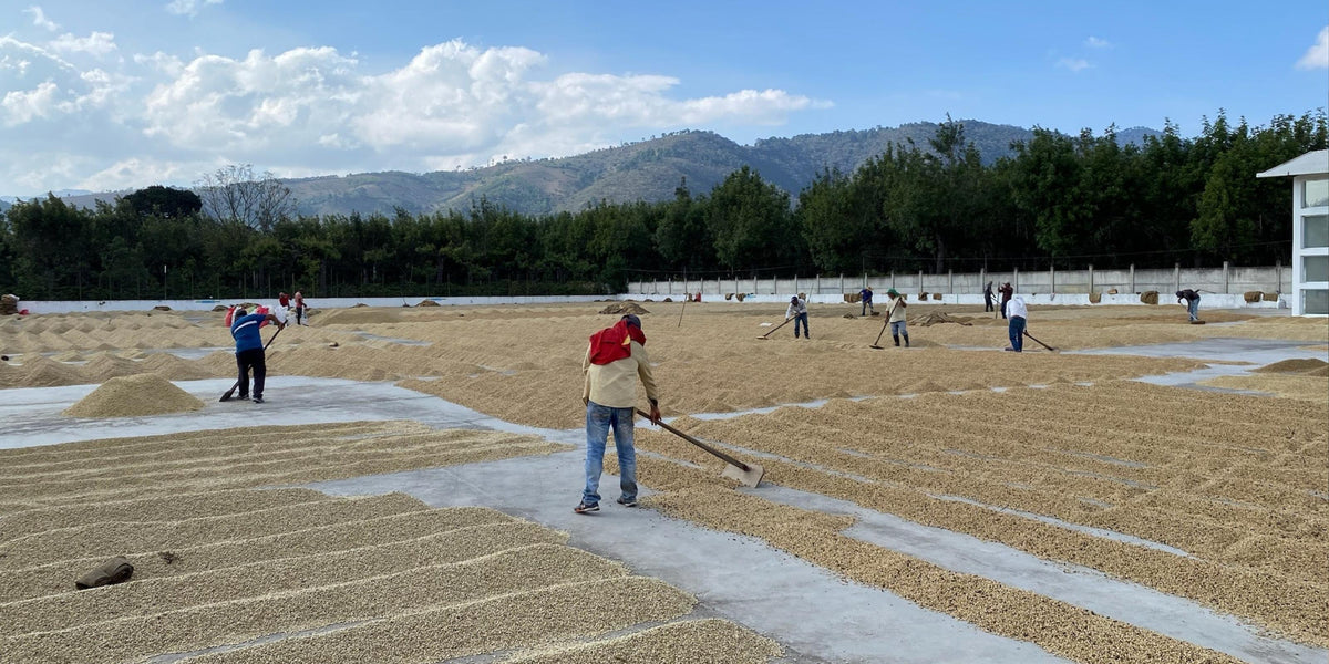 Workers rake coffee across drying beds at Santa Elisa in San Pedro Yepocapa, Guatemala, with mountains behind
