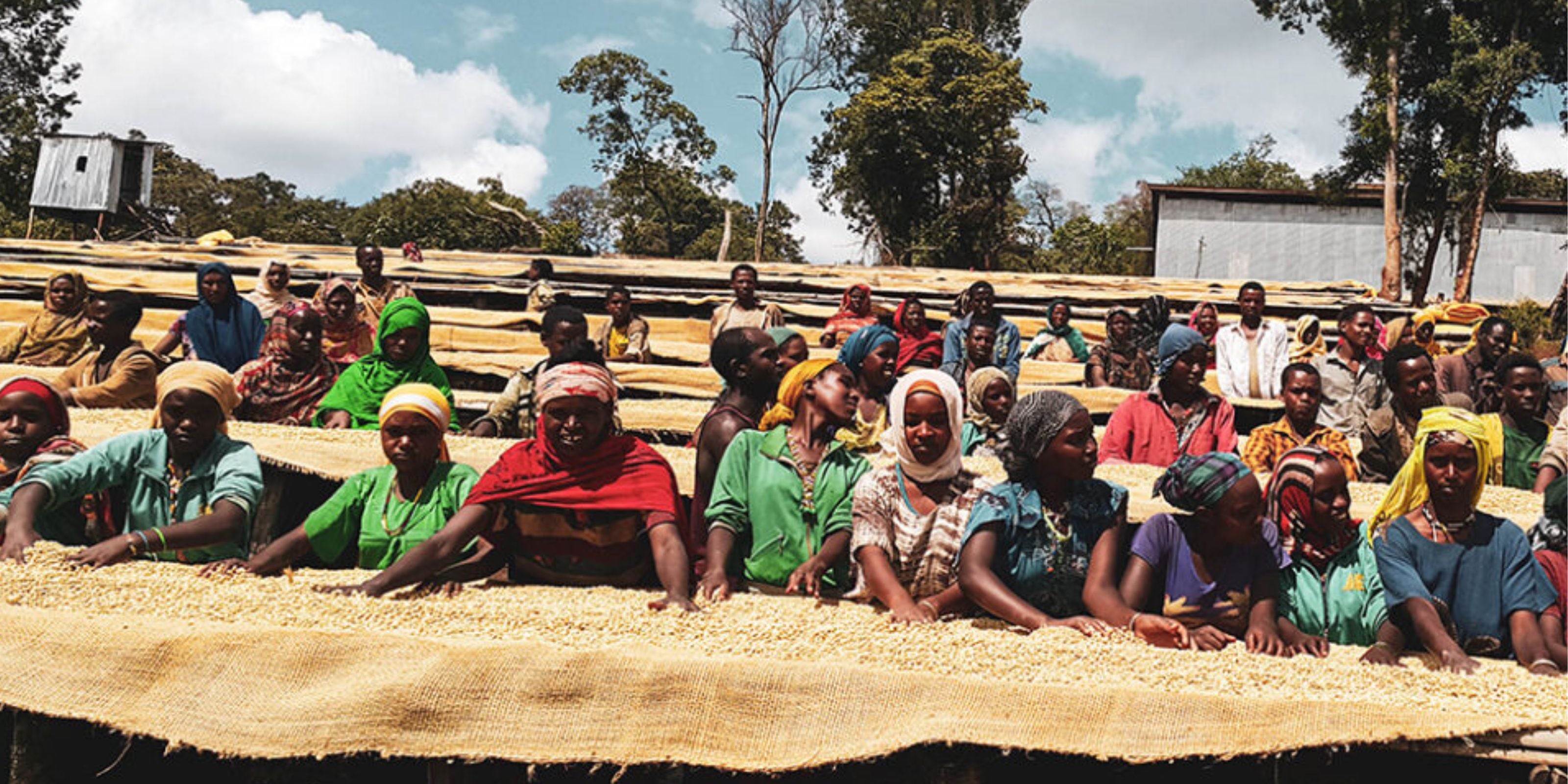 People gather around raised coffee drying beds in Refisa Village, Ethiopia