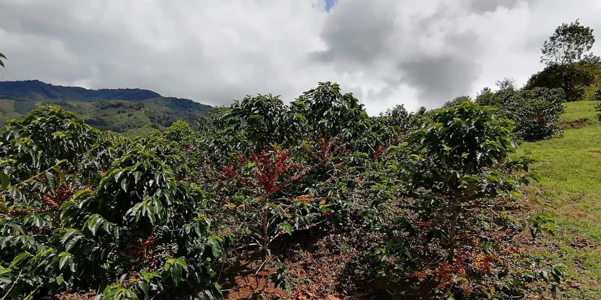 Coffee plants growing on a hillside in Bolívar, Acevedo, Huila, Colombia