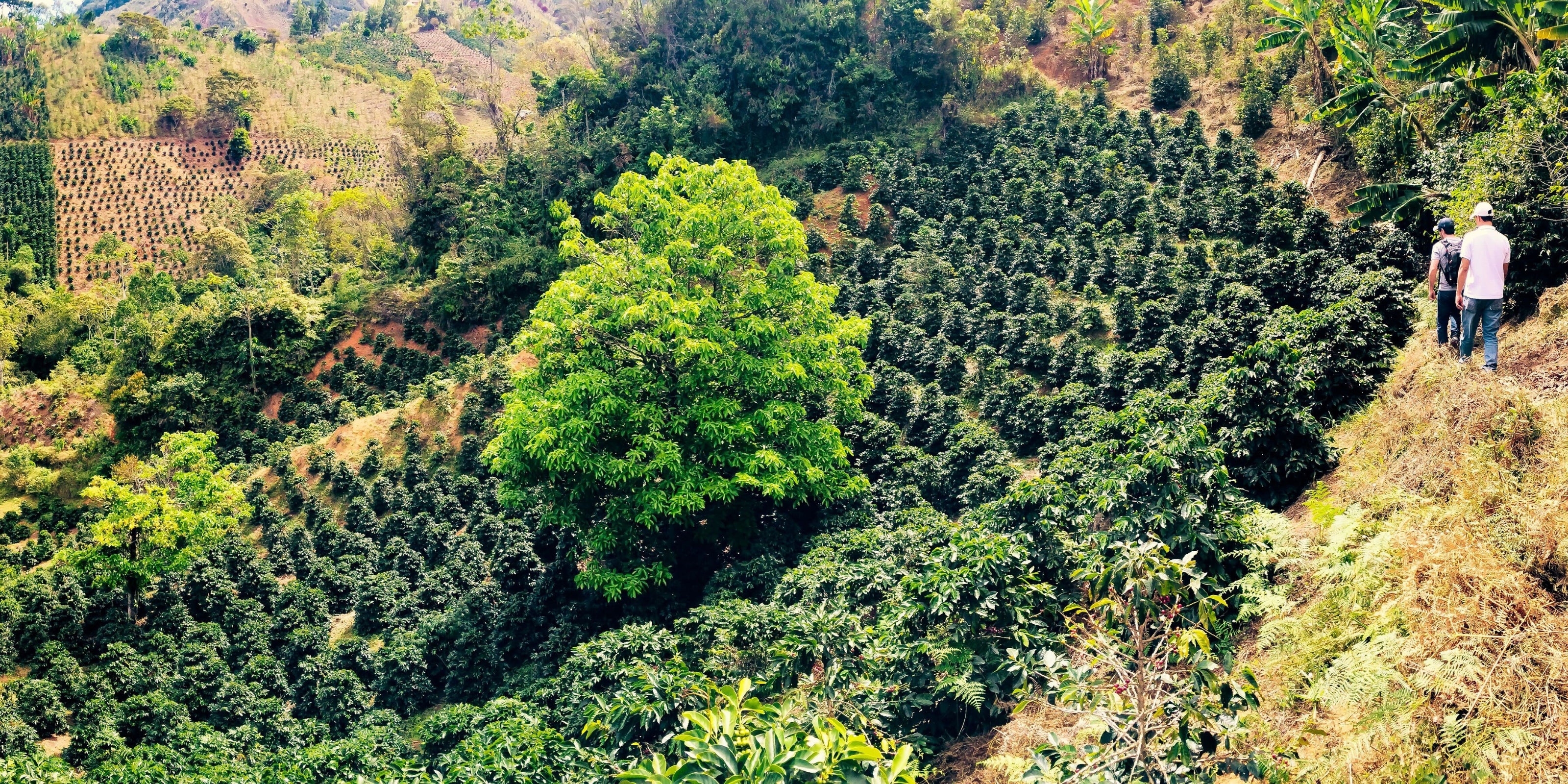 Two visitors walk through a lush coffee farm in Urrao, Colombia