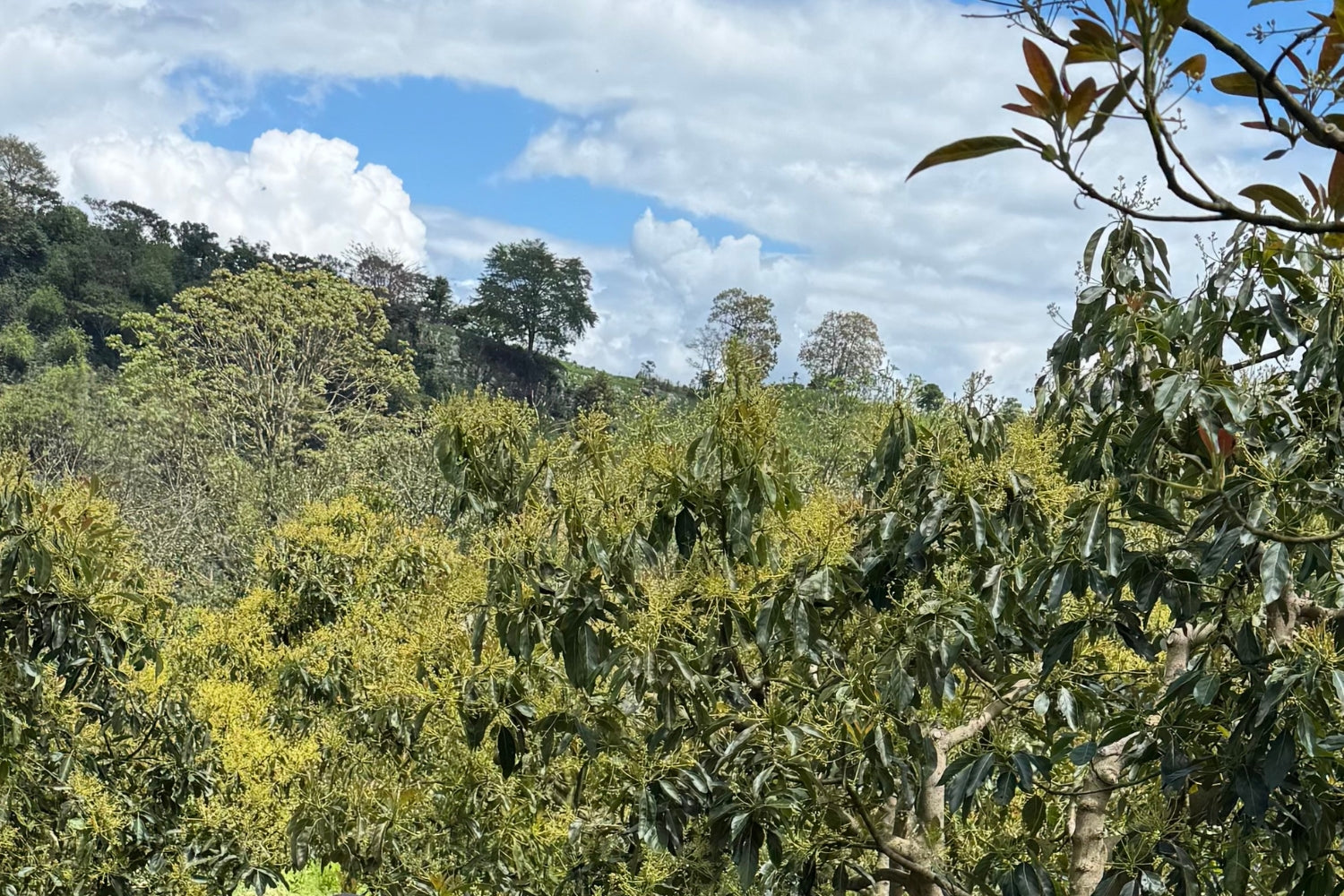 Coffee trees in bloom on a green hillside under a partly cloudy blue sky