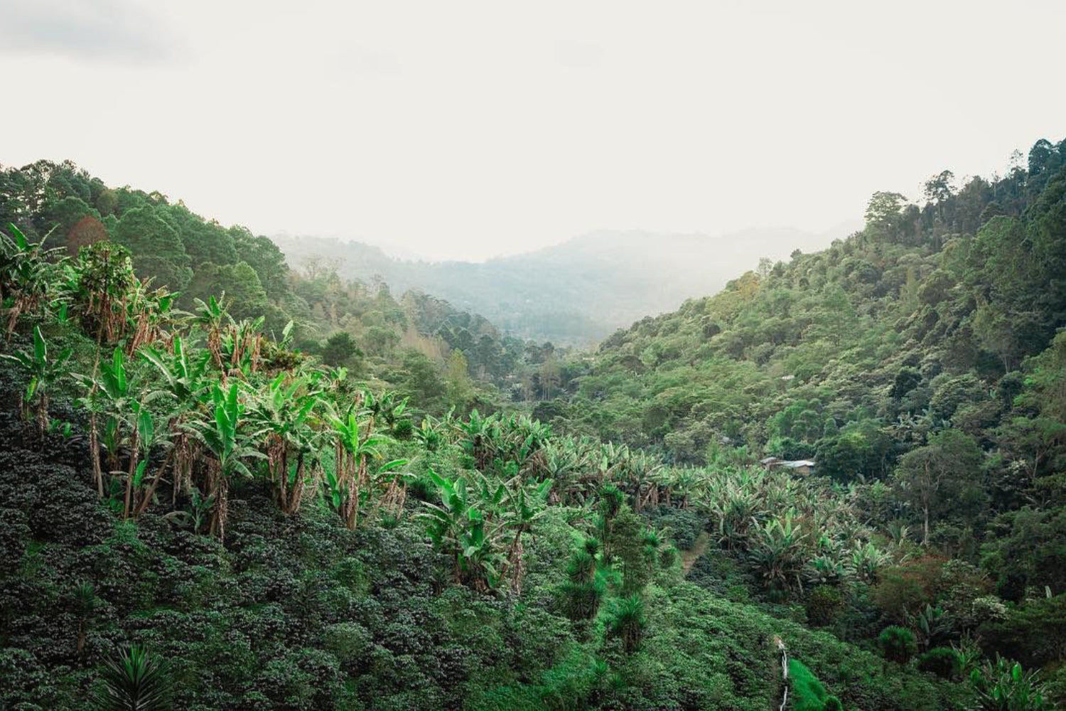 Misty valley coffee farm with terraced coffee bushes and banana plants on lush green hills