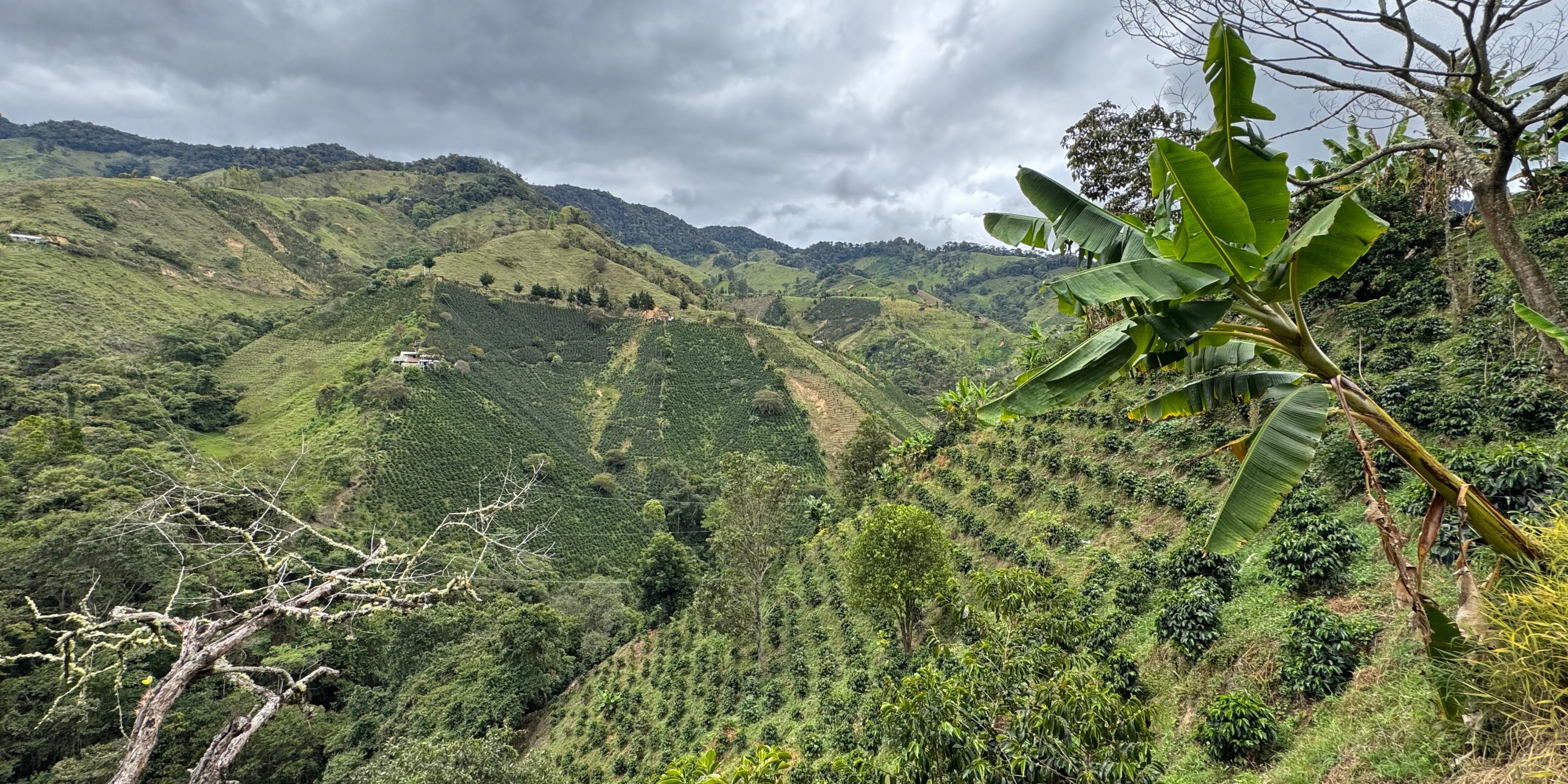 Coffee-growing hillsides with banana plants in Buenos Aires, Santa María, Huila, Colombia