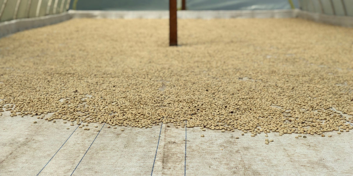 Green coffee beans drying on covered tables at El Noque in Caicedo, Antioquia, Colombia