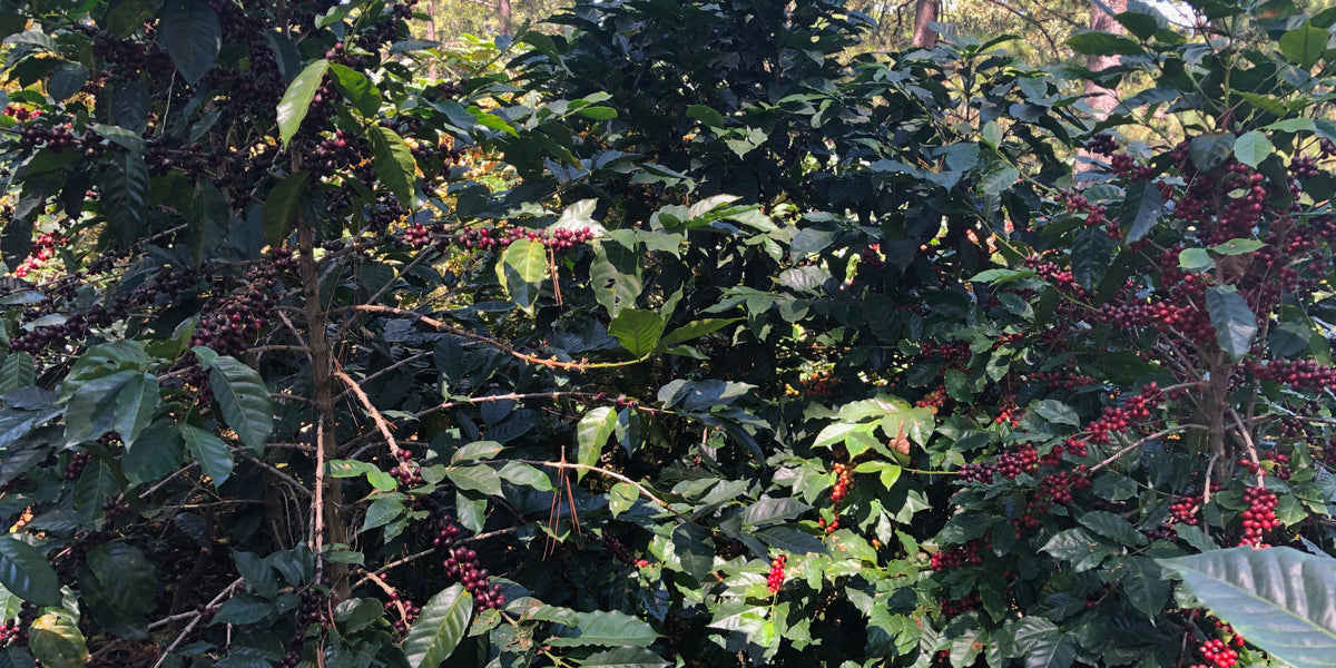 Coffee plants bearing clusters of ripening cherries in El Cedral, Santa Bárbara