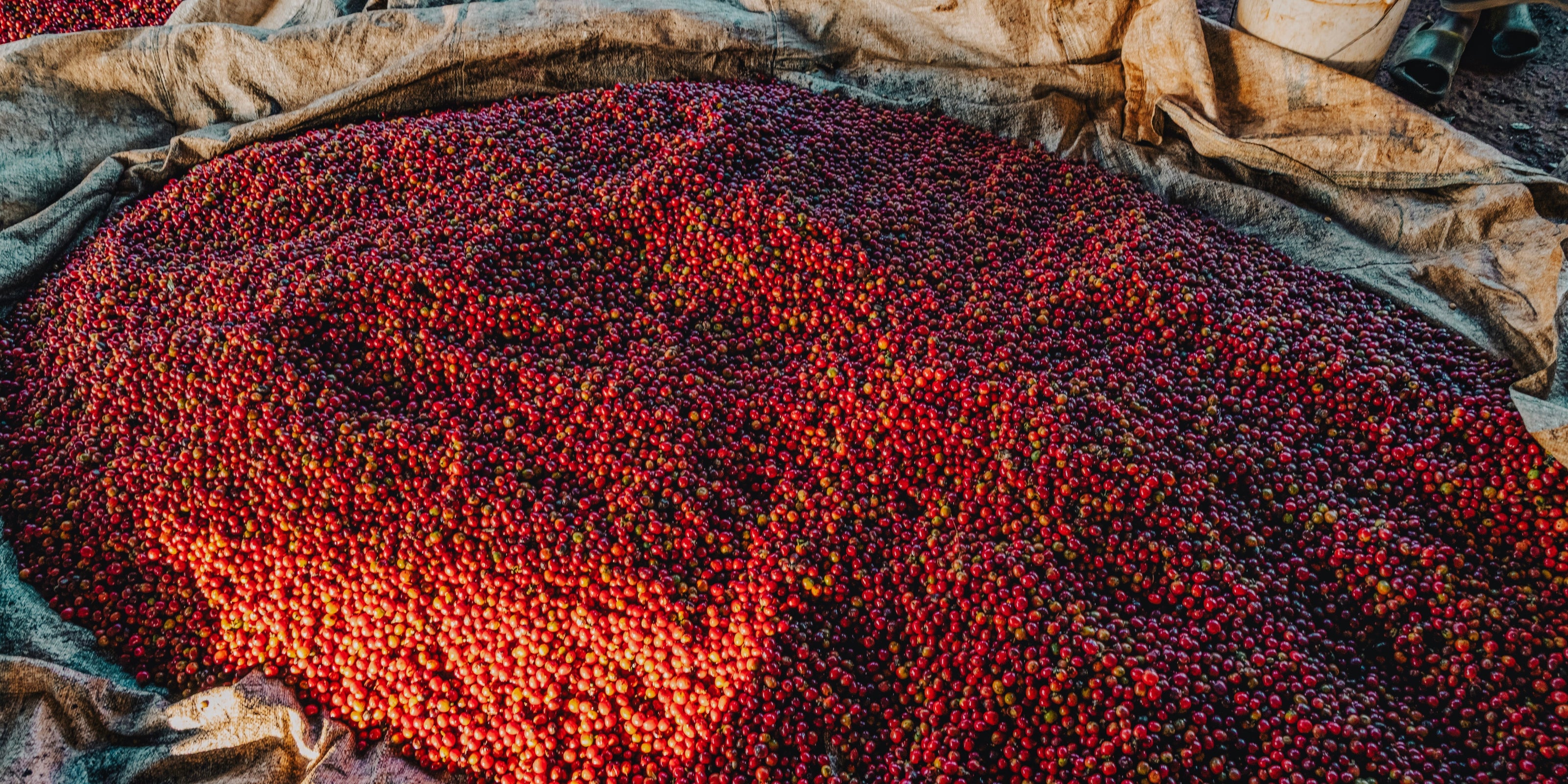 Coffee cherries spread across burlap sacks in Embu County
