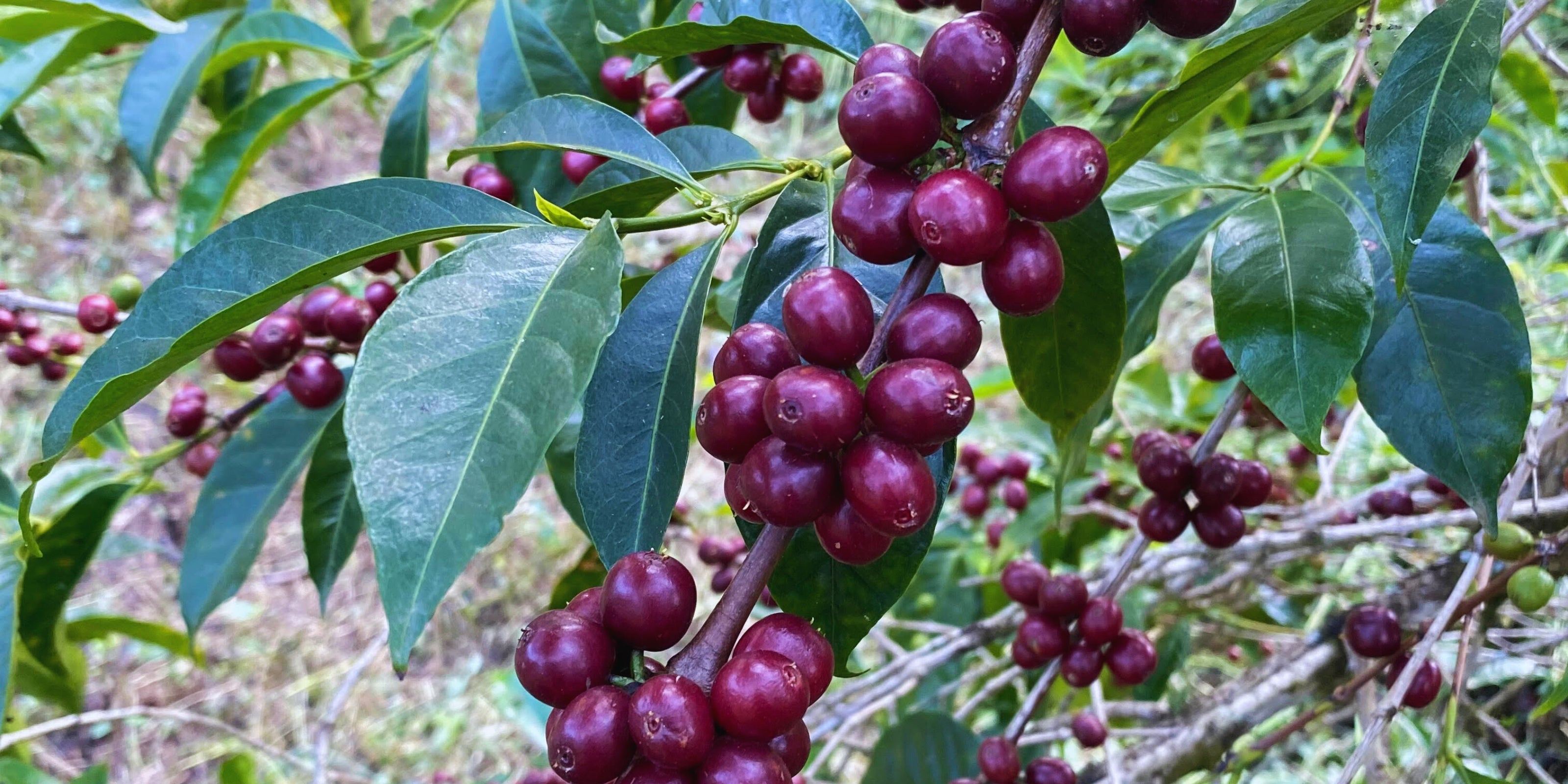 Coffee cherries growing among leaves in Uraga, Guji, Ethiopia