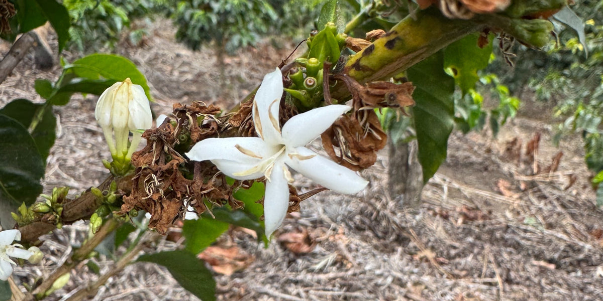 Coffee plant with white blossoms photographed in Ciudad Vieja, Sacatepéquez